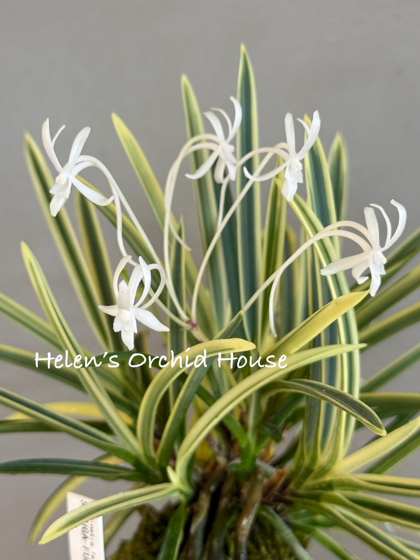 Neofinetia falcata Gojo Fukurin 御城覆輪