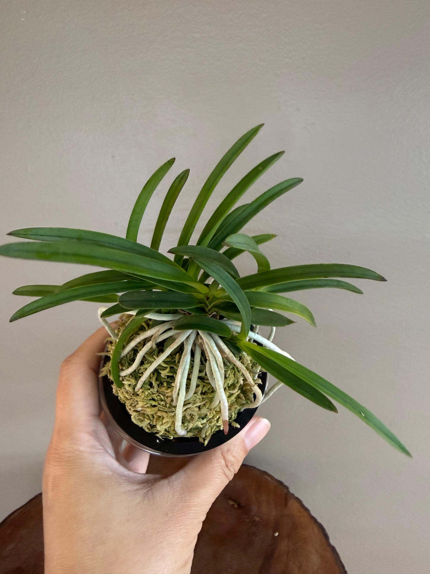 Neofinetia falcata Benitengu 紅天狗