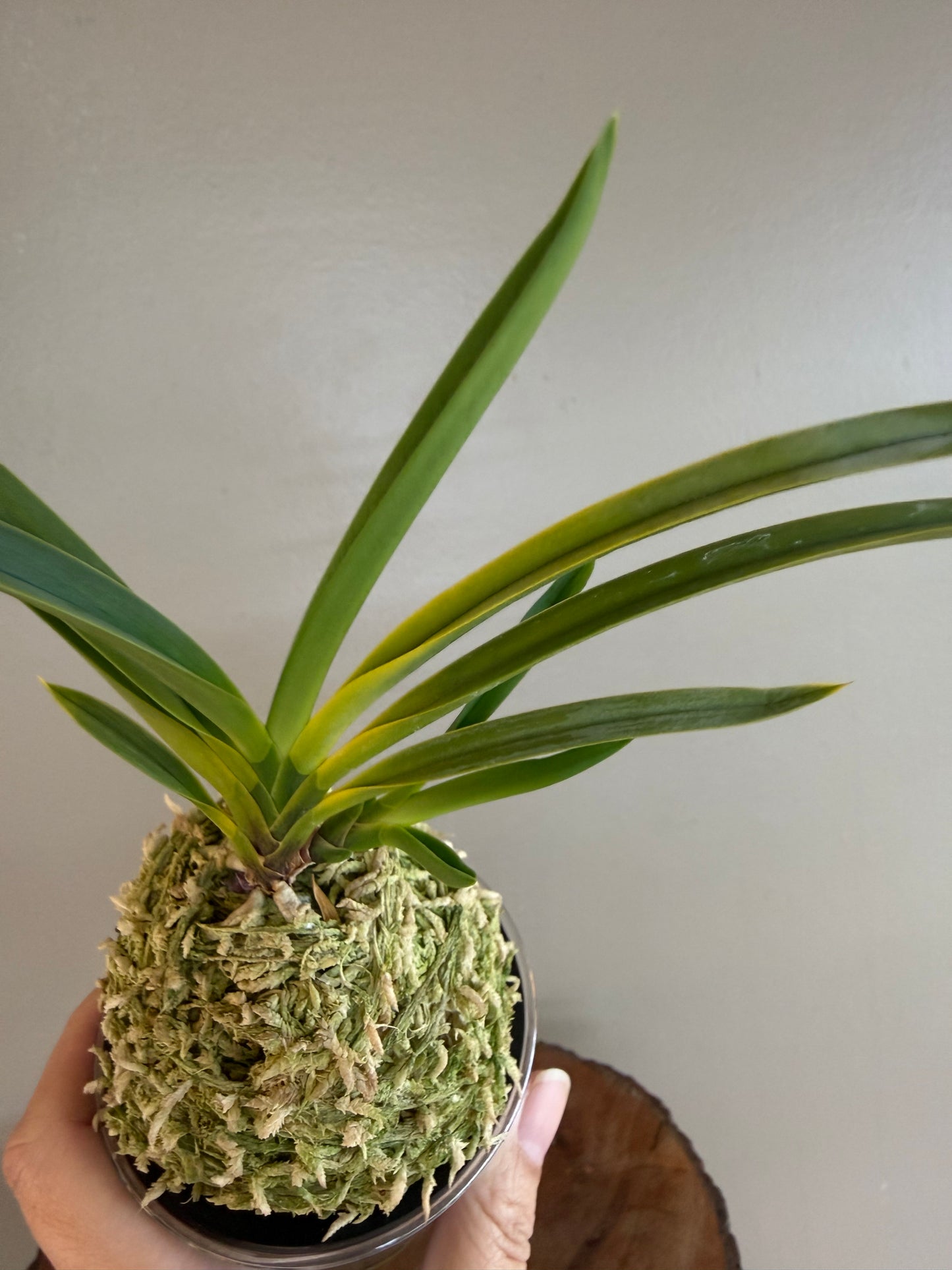 Neofinetia falcata Surugabotan 駿河牡丹