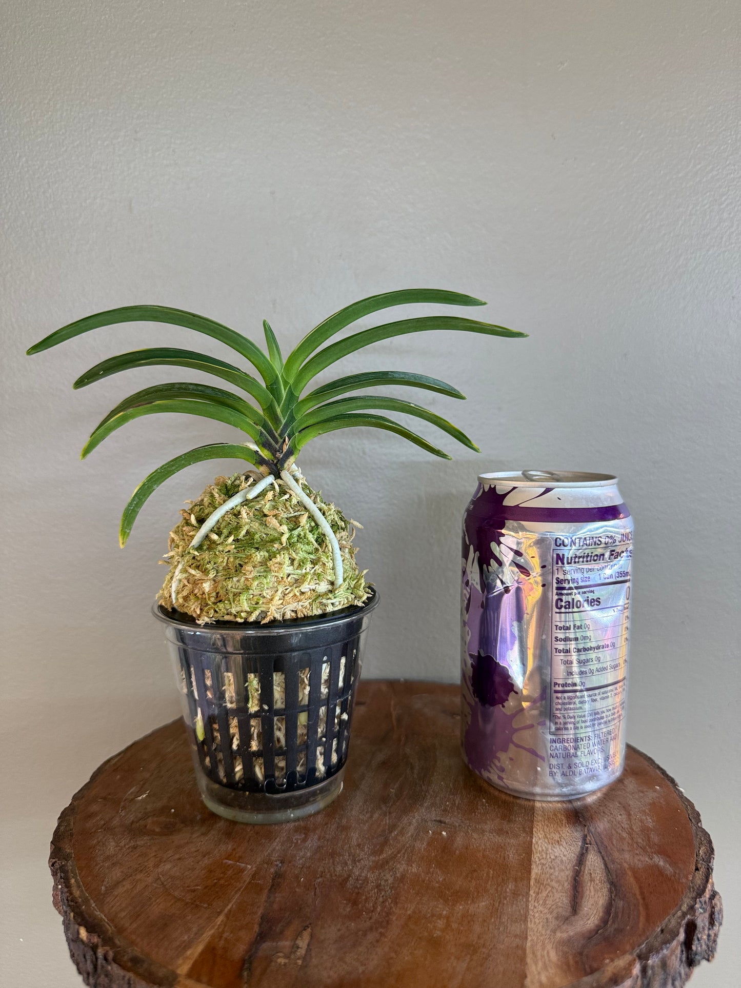 Neofinetia falcata Hanra(Harura) 漢拏