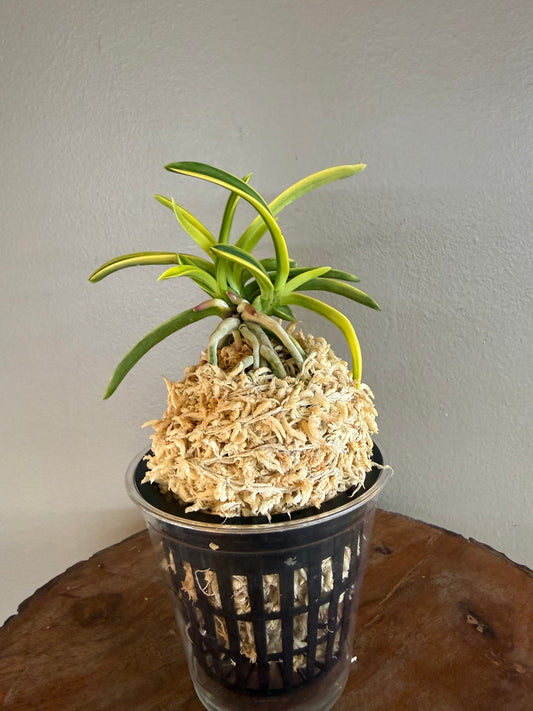 Neofinetia falcata Fugaku 富嶽