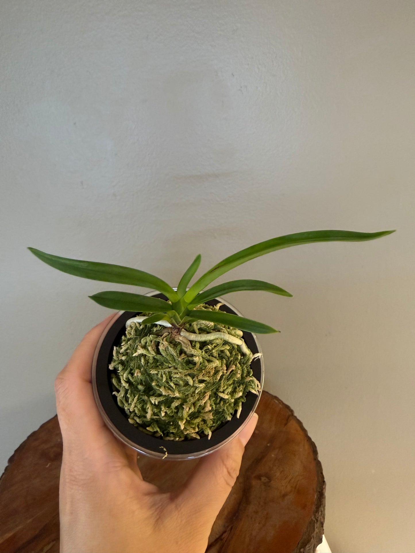 Neofinetia falcata Soubiryu 双尾龍