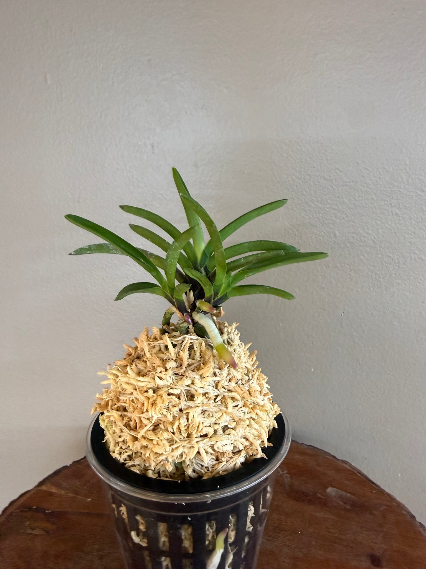 Neofinetia falcata Yusui 幽翠
