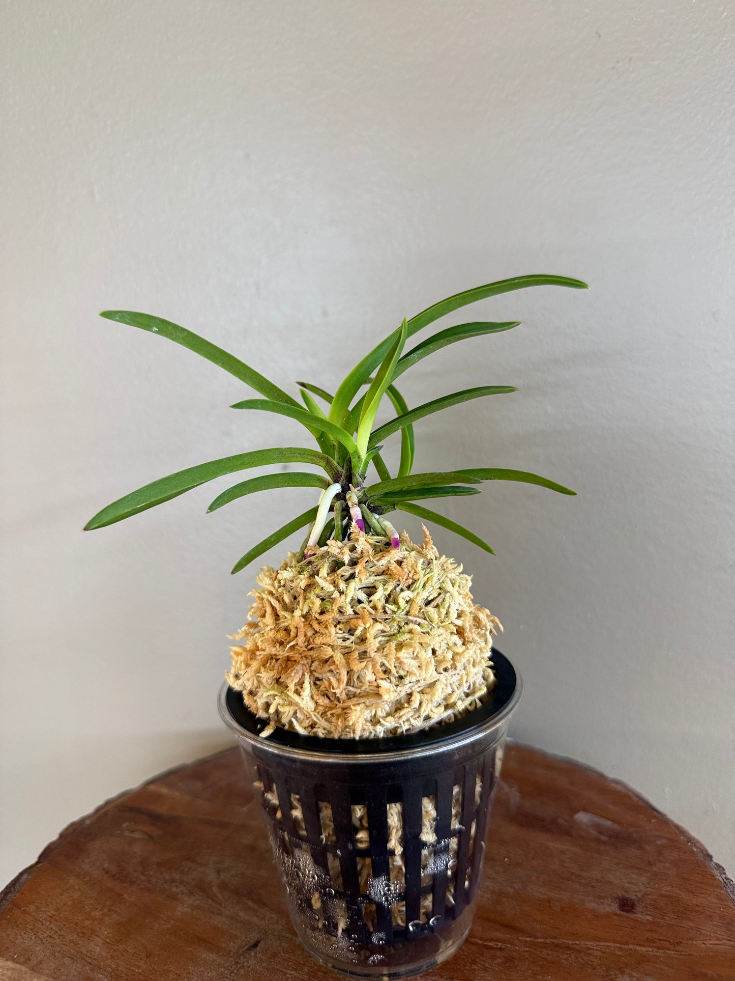 Neofinetia falcata Honggibo (Koukitakara) 紅奇寶(Ruby root)