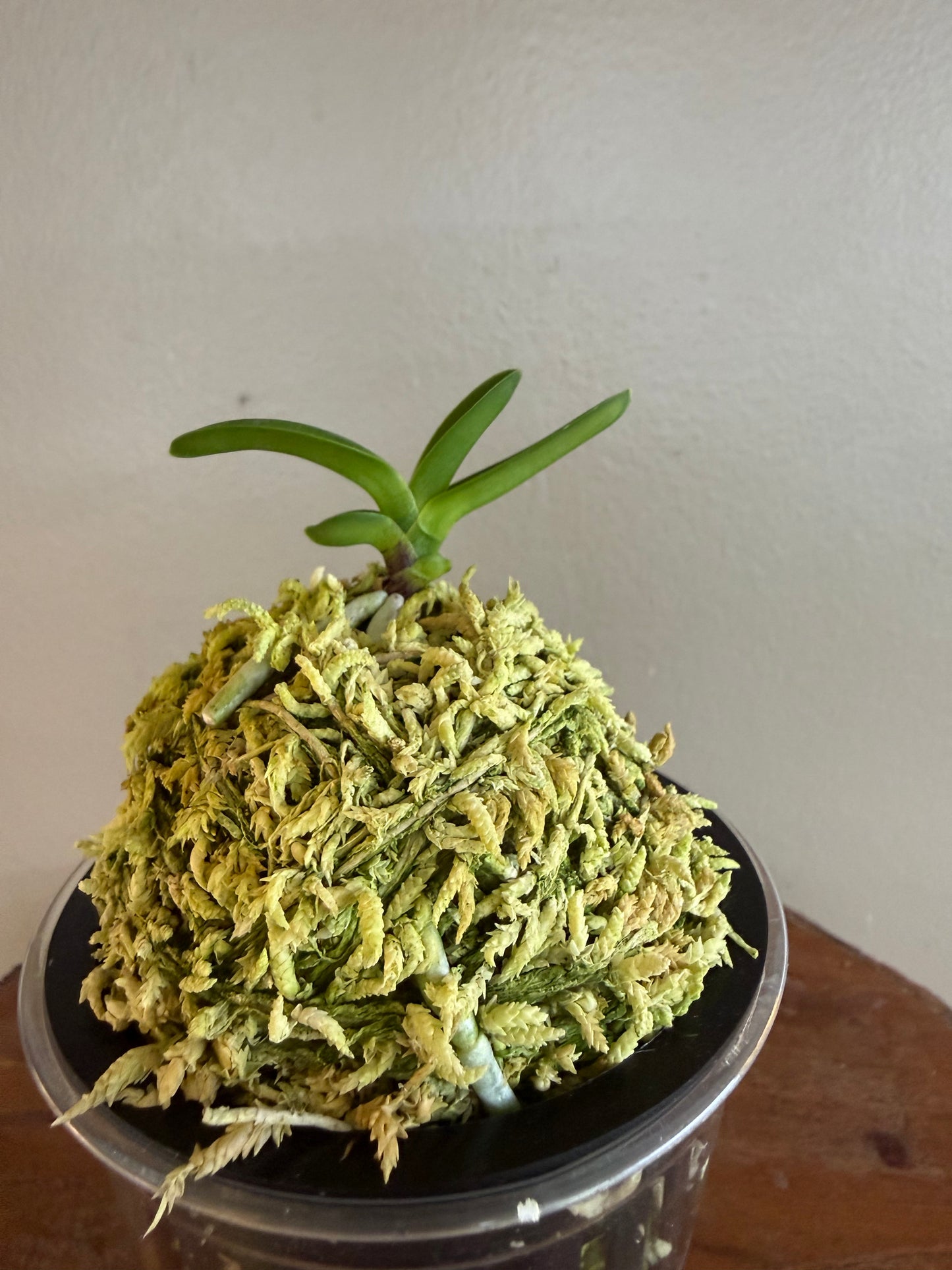 Neofinetia falcata Hwangok 黃玉