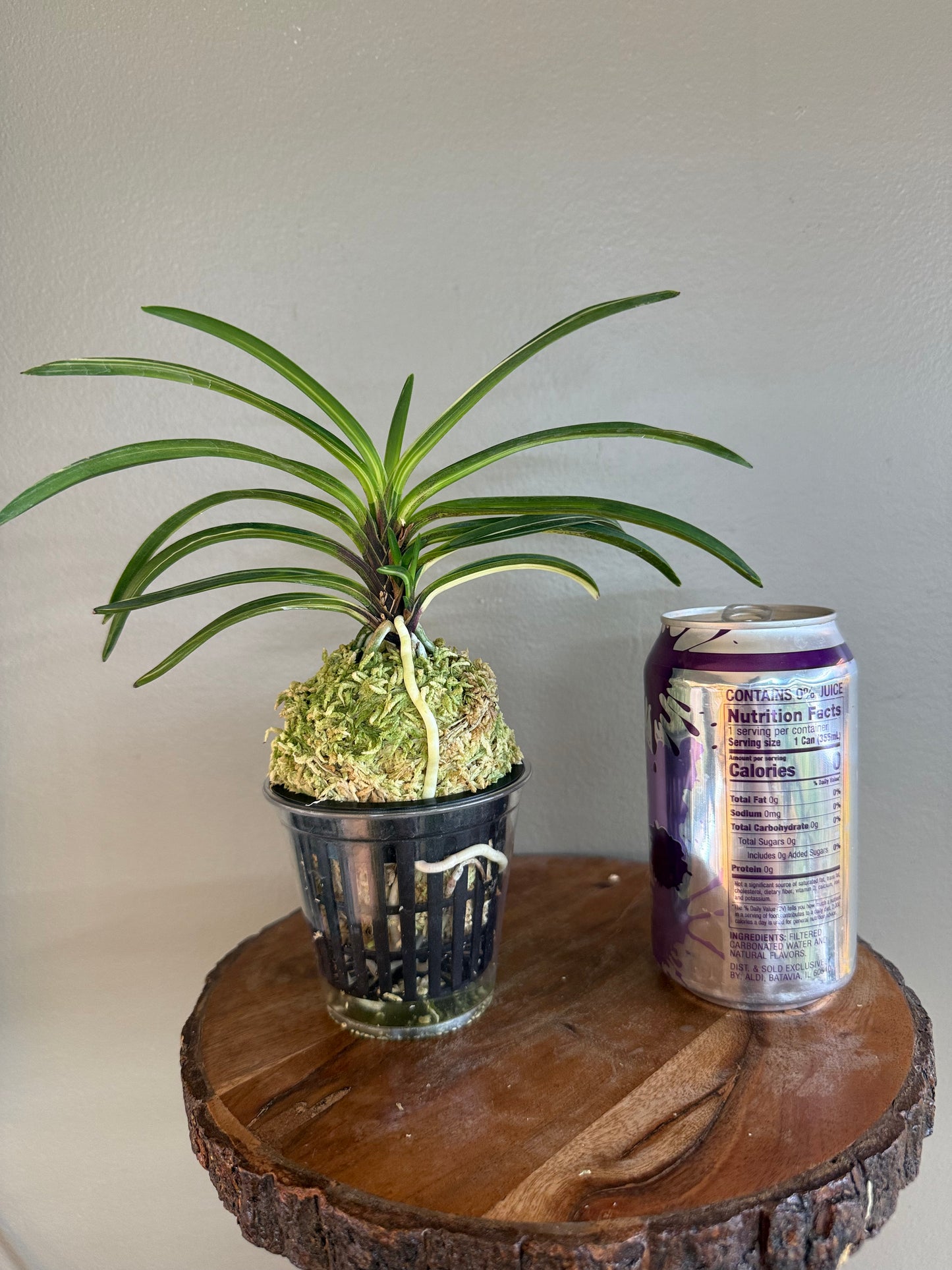 Neofinetia falcata Momoyama Nishiki 桃山錦