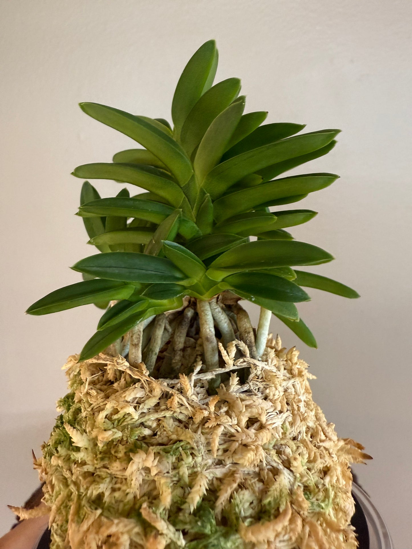 Neofinetia falcata Pungwolsan 豊月山