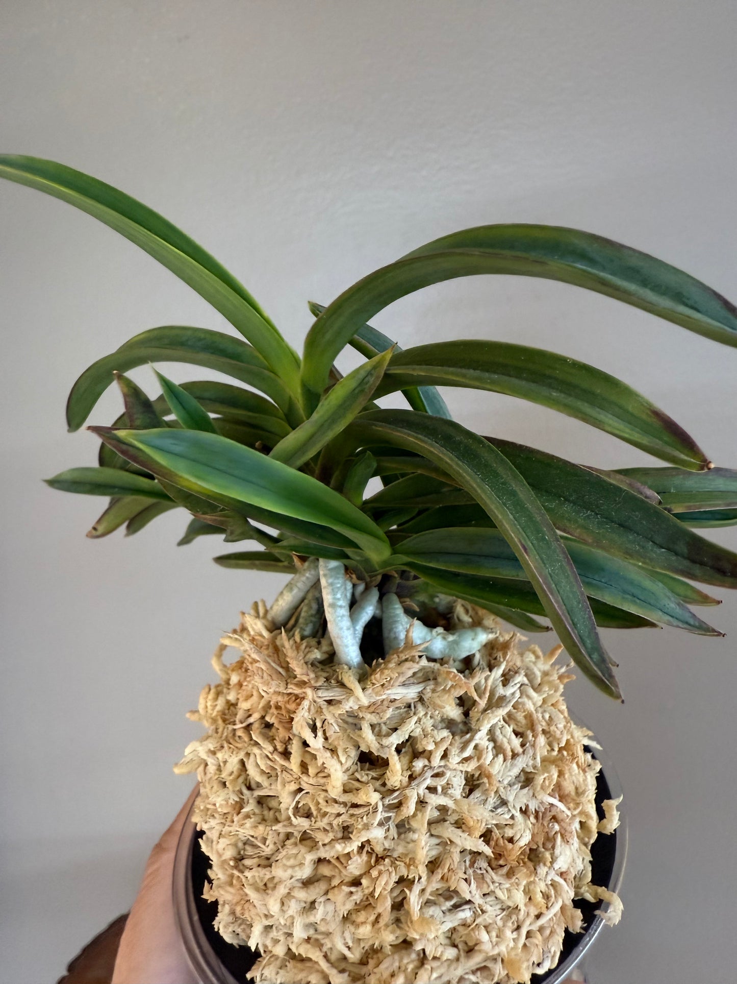 Neofinetia falcata Beniogi 紅扇