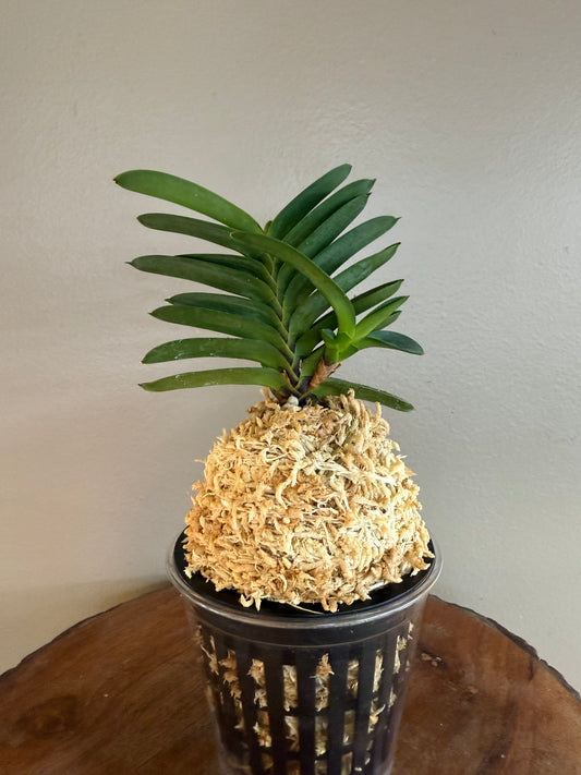 Neofinetia falcata Tamakongo 玉金剛