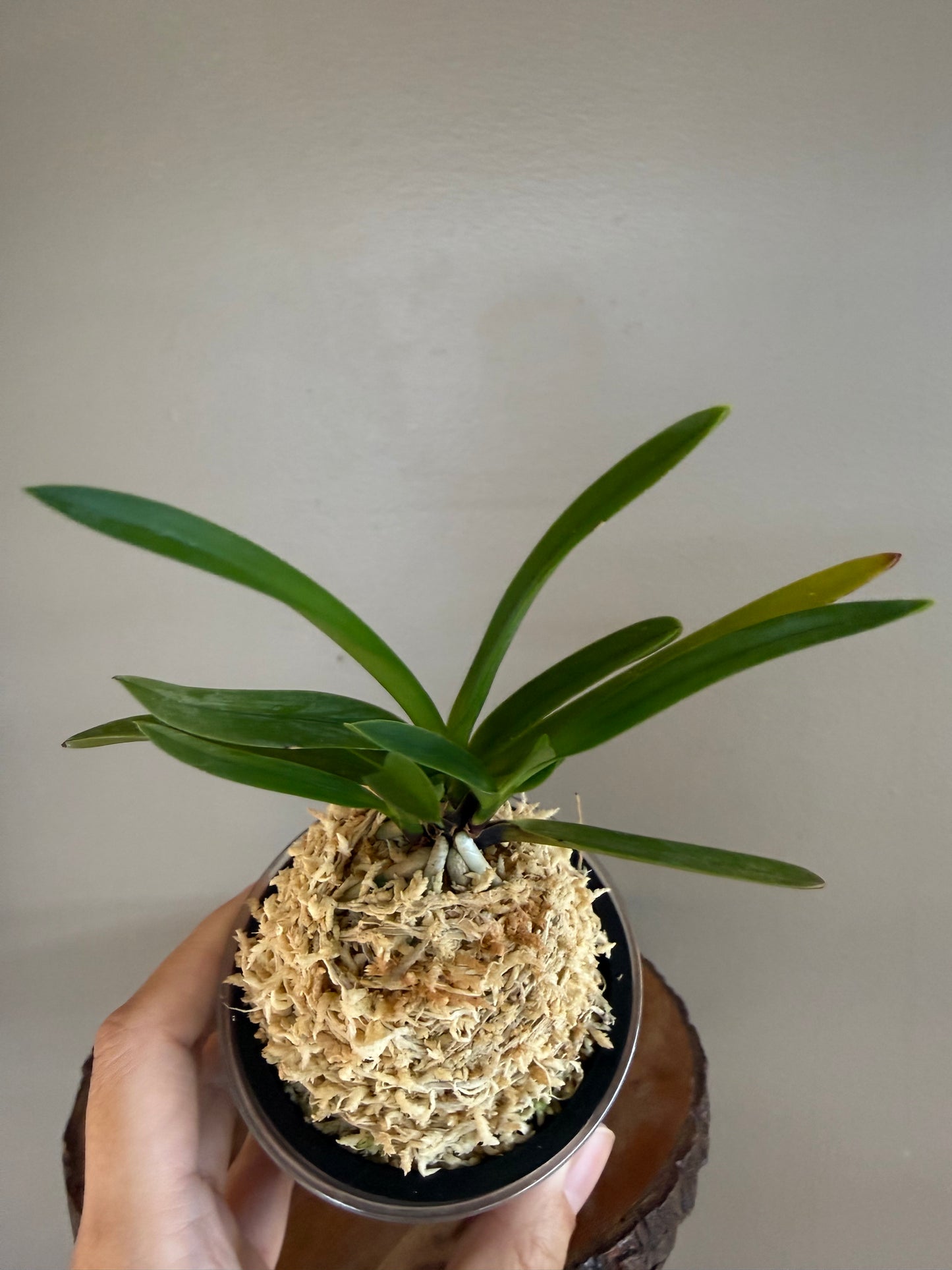 Neofinetia falcata Shutenno 朱天王