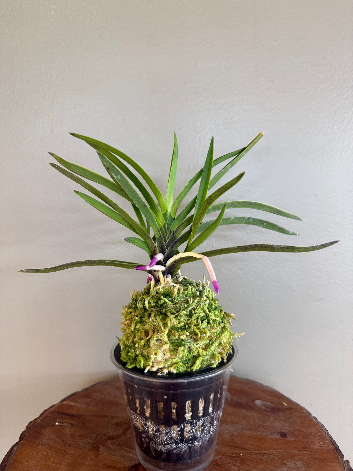 Neofinetia falcata Gogung(Kokyu) 故宮