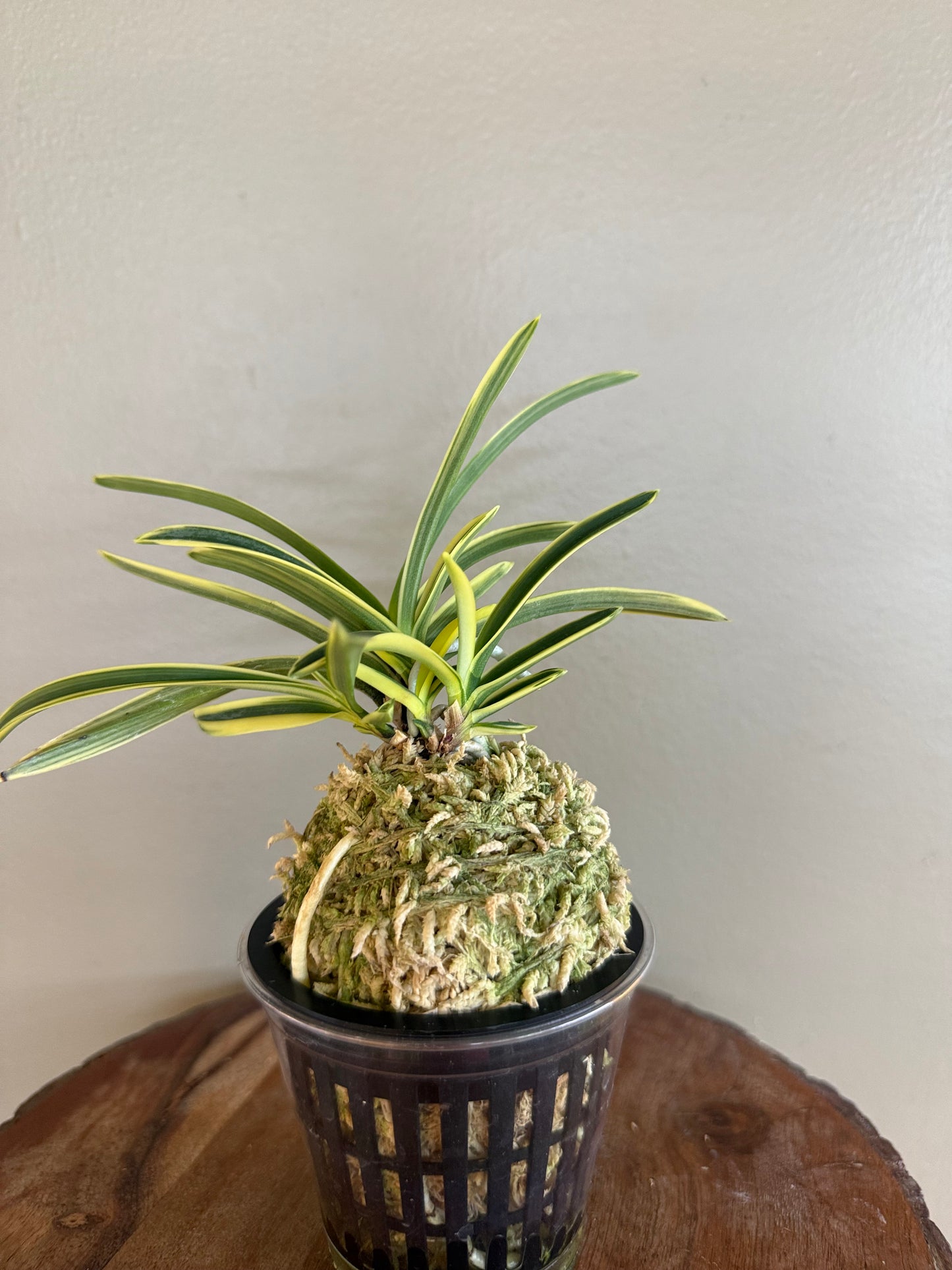 Neofinetia falcata Suruga Fukurin 駿河覆輪