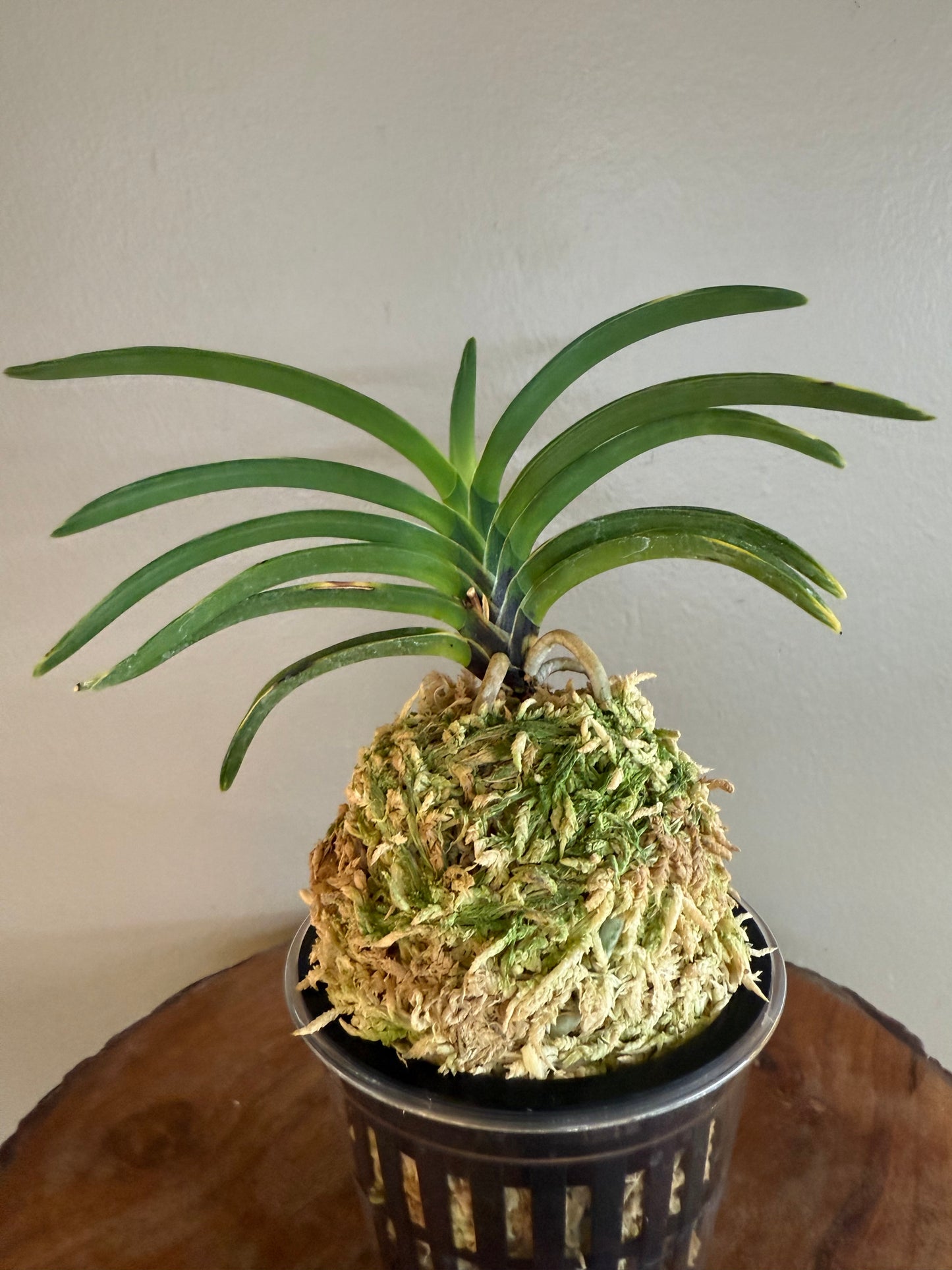 Neofinetia falcata Hanra(Harura) 漢拏