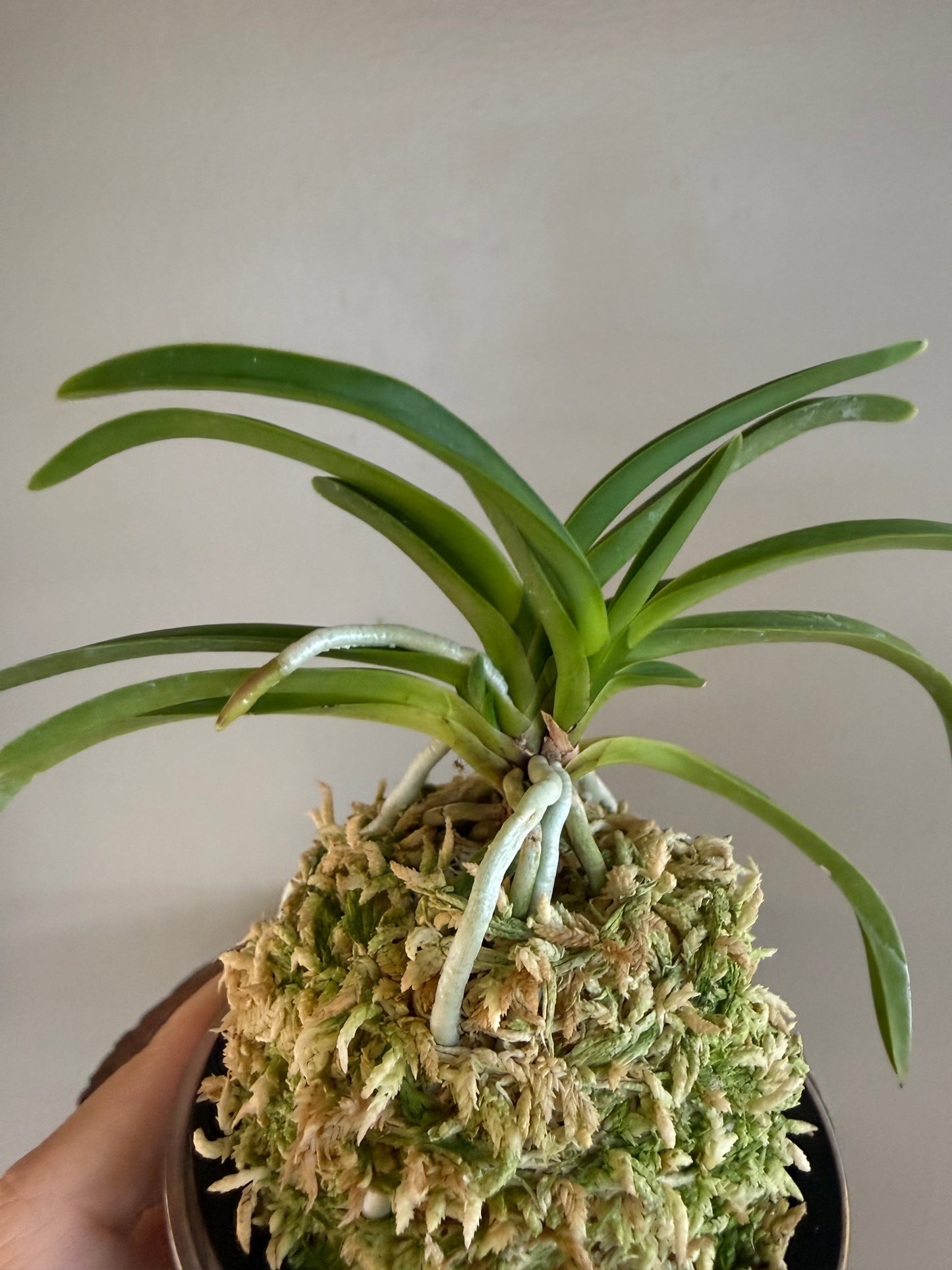 Neofinetia falcata Lavender 紫