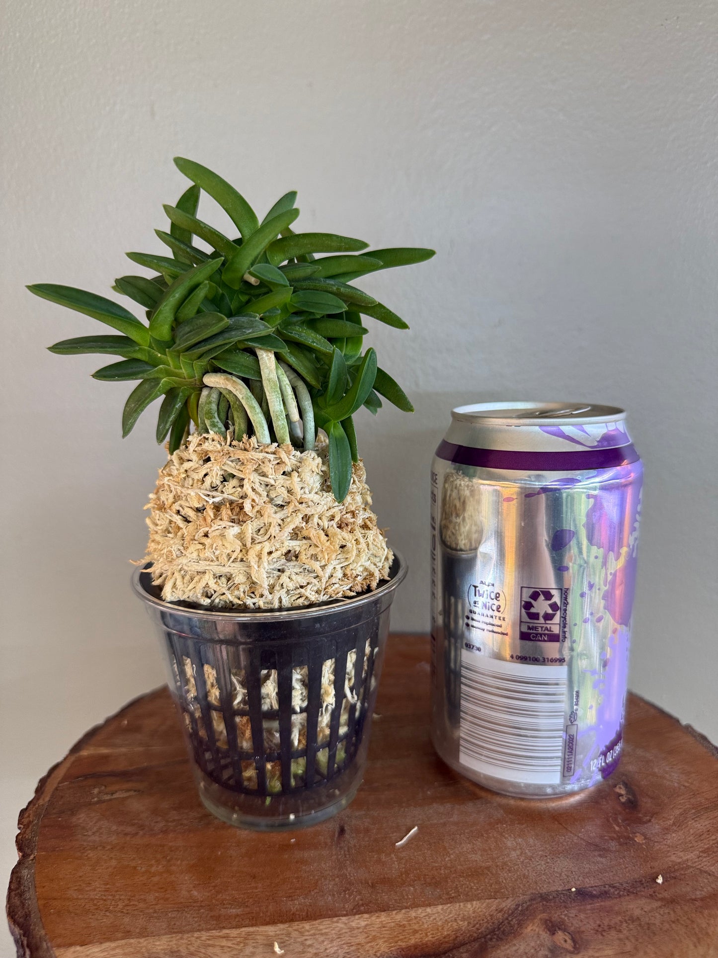 Neofinetia falcata Pungwolsan 豊月山