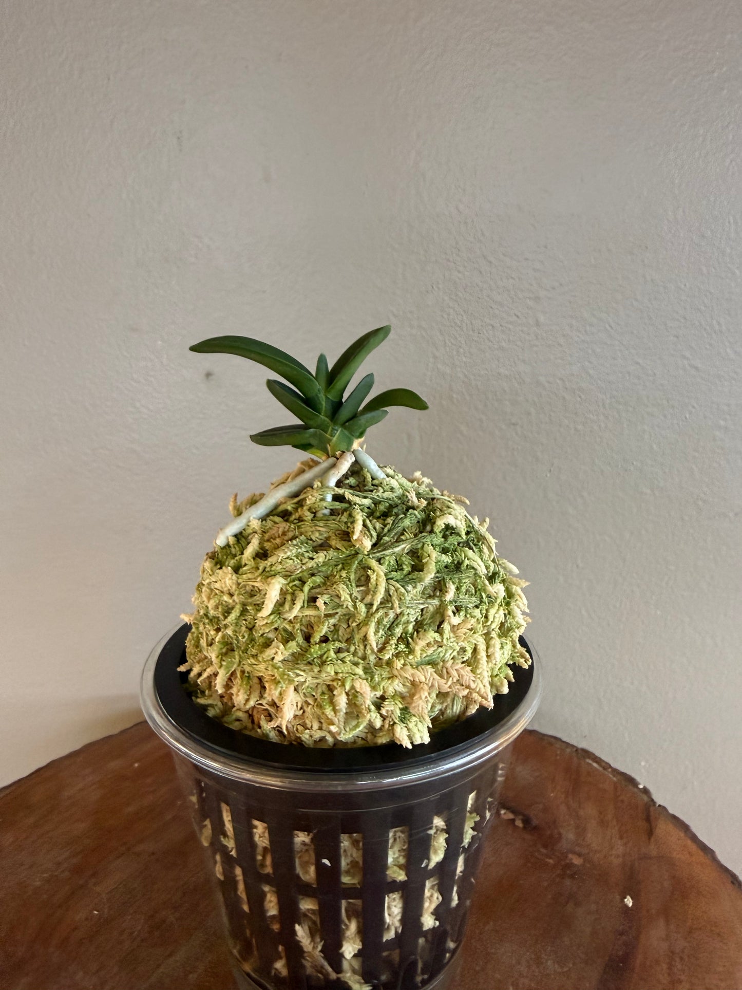Neofinetia falcata Senzai 千載