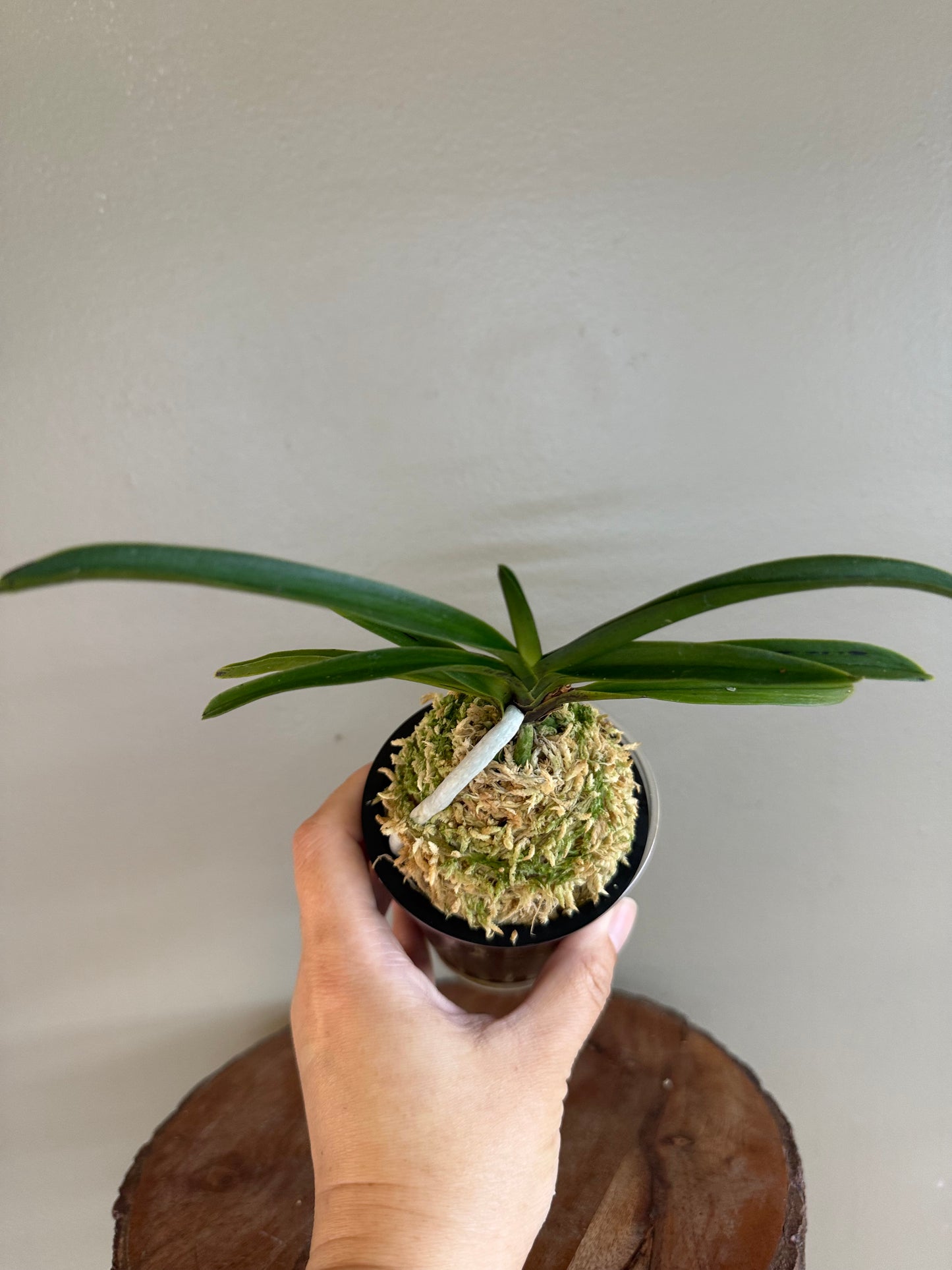 Neofinetia falcata Jahongseon (3spur)紫紅仙