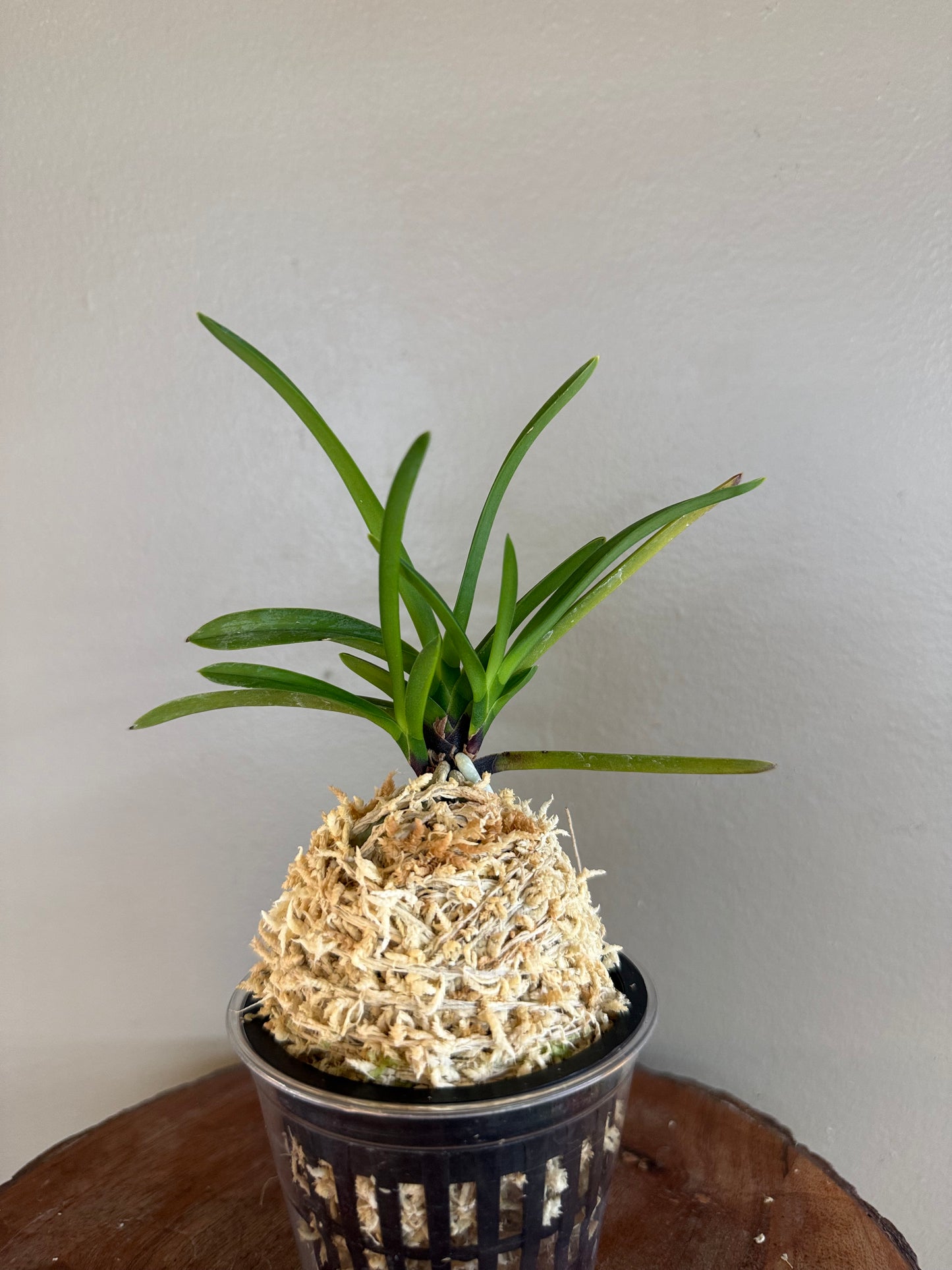Neofinetia falcata Shutenno 朱天王