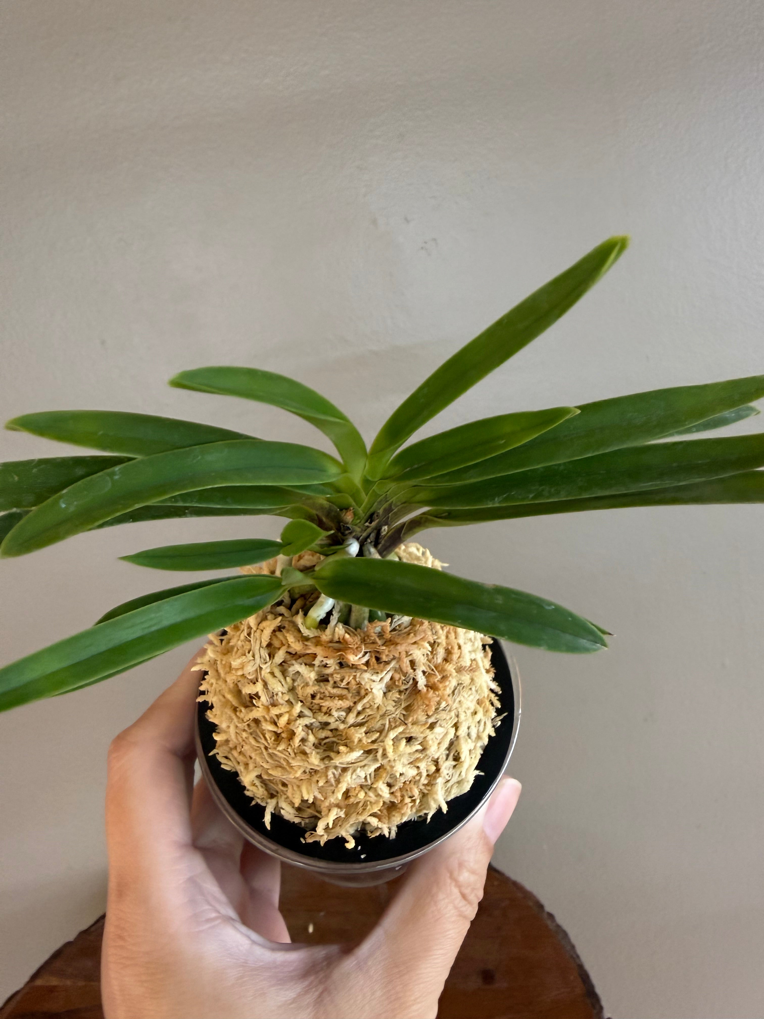 Neofinetia falcata Hanamatsuri 花祭 – Helen's Orchid House