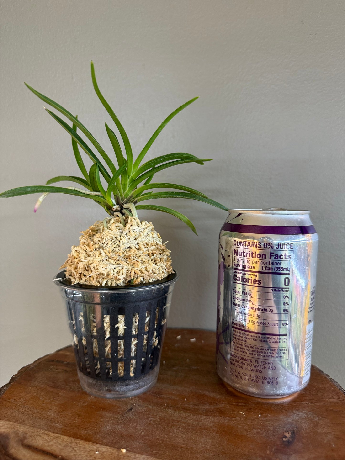 Neofinetia falcata Manjushage 曼珠沙華