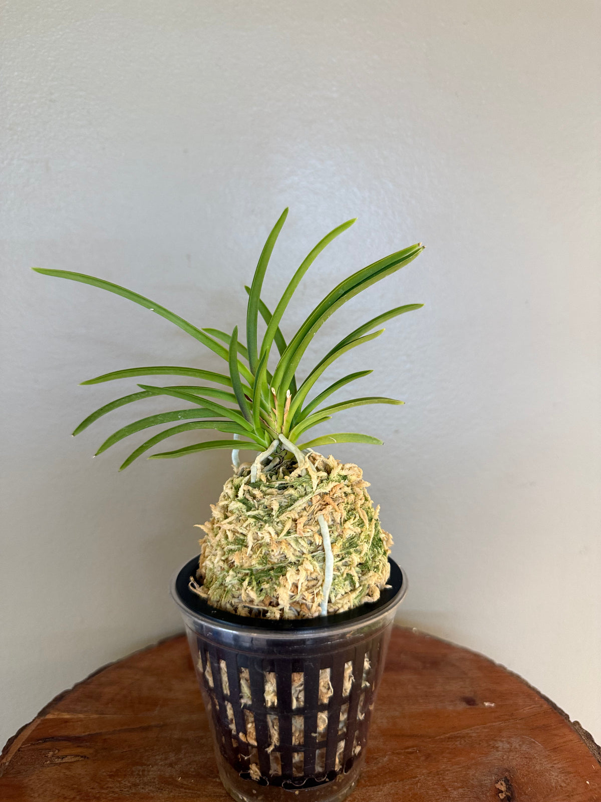 Neofinetia falcata Gongju 公主 (dark pink) Rare
