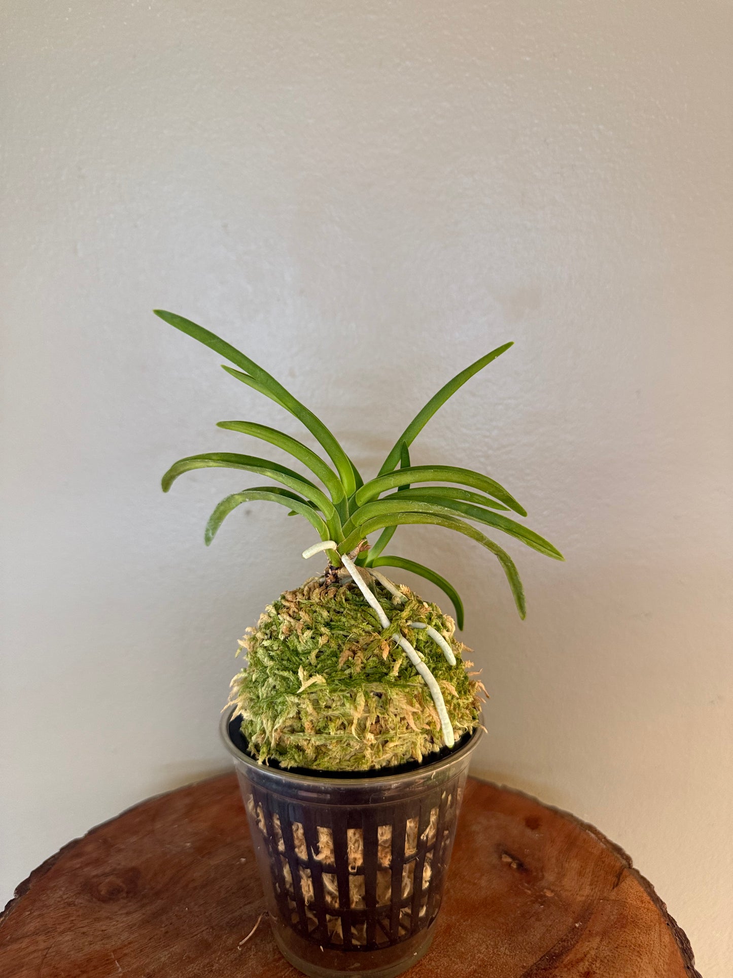 Neofinetia falcata Jitsugekko 日月光