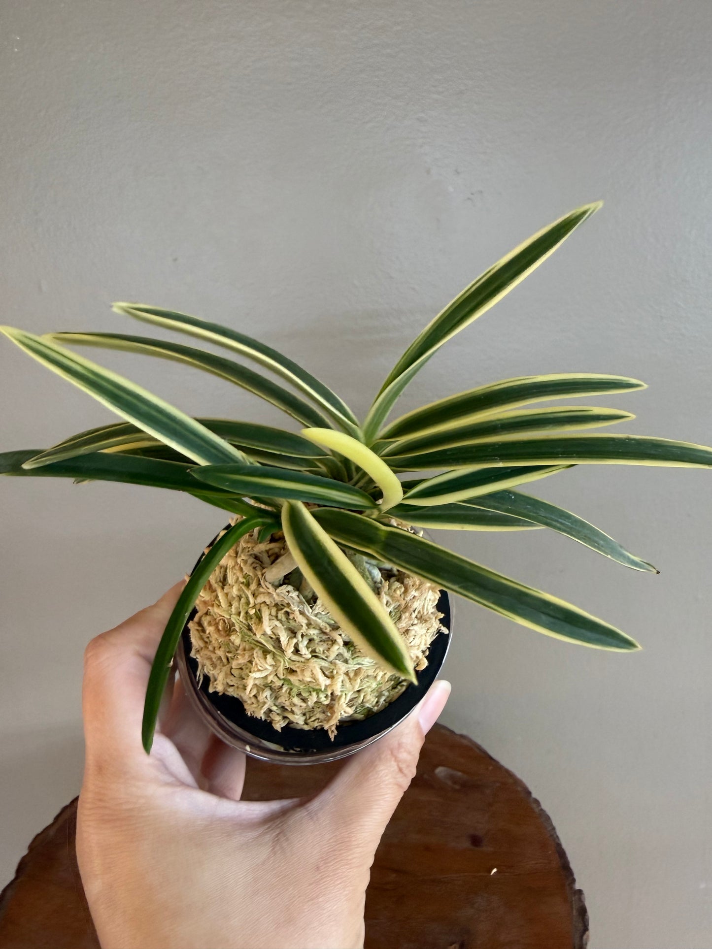 Neofinetia falcata Hakuo Fukurin 白皇覆輪