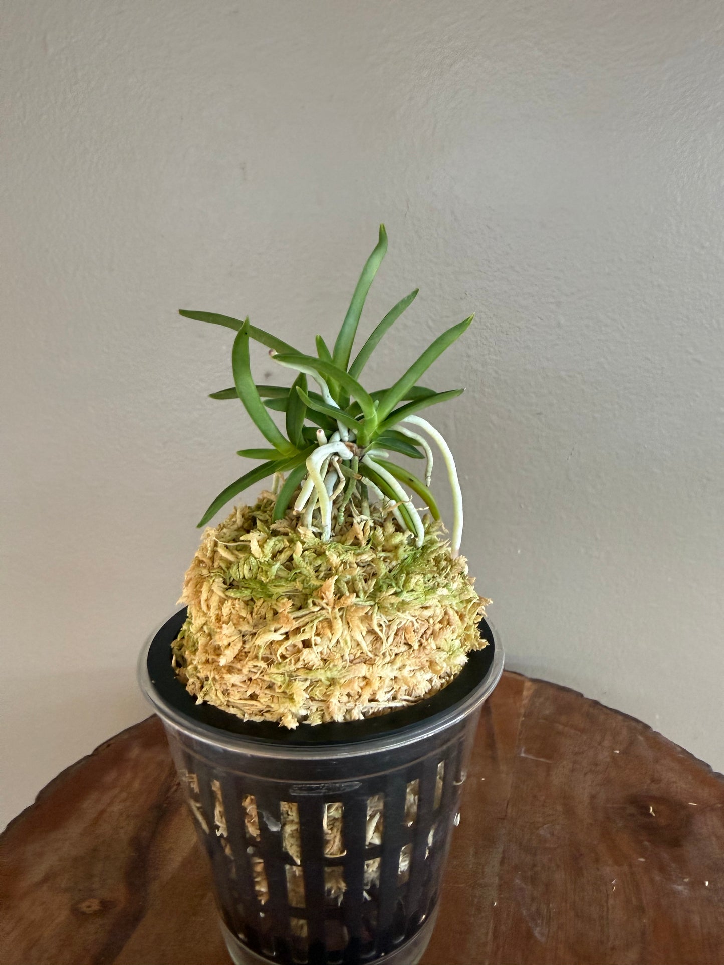 Neofinetia falcata Homeiden 豊明殿