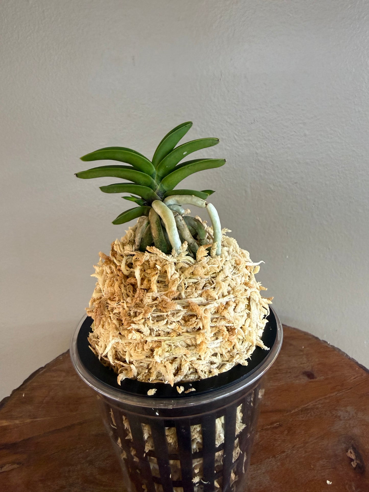 Neofinetia falcata Janggun 將軍