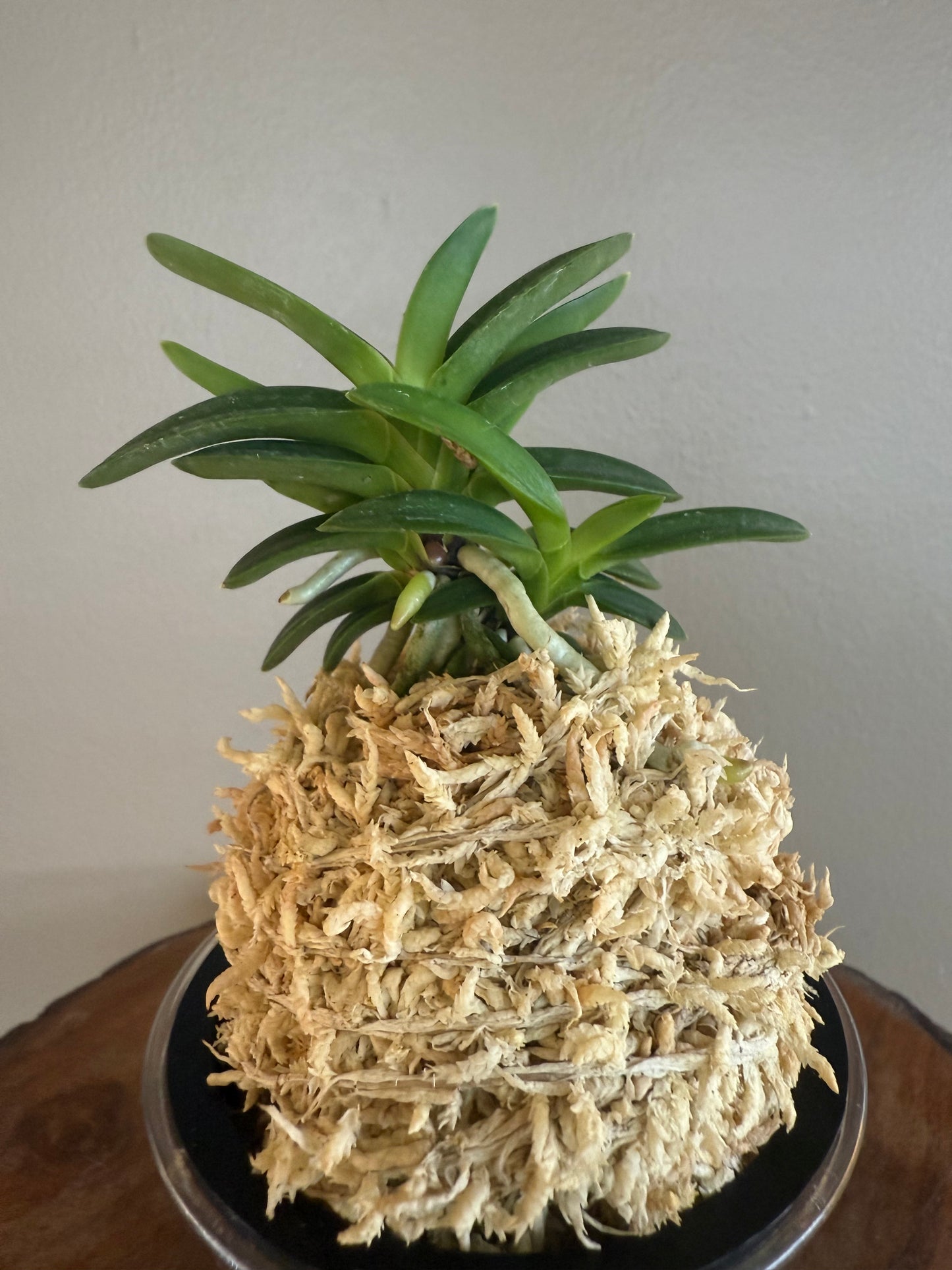Neofinetia falcata Tsushima Ryokuho 對馬綠寶