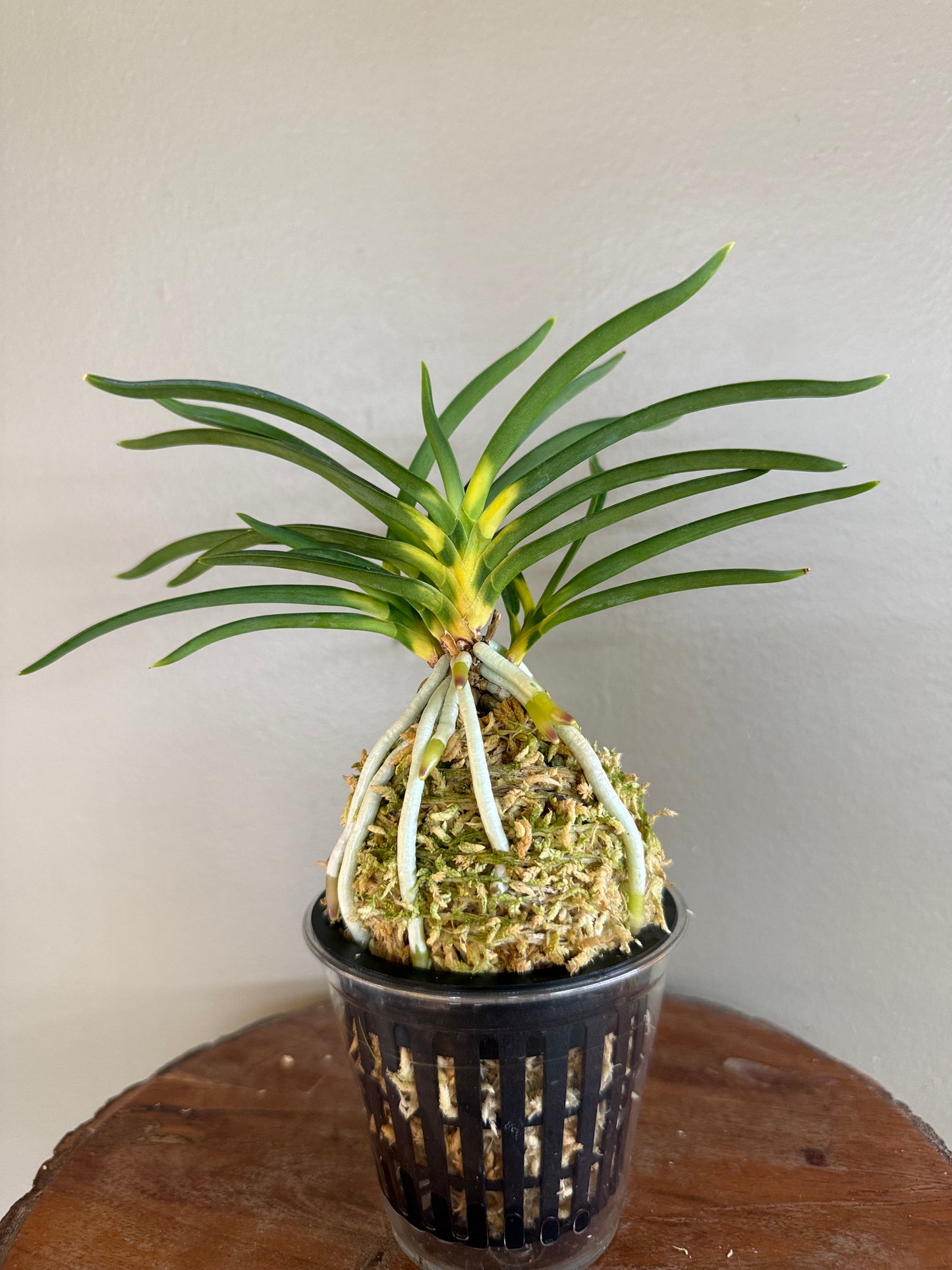 Neofinetia falcata Shinkiro 蜃気楼