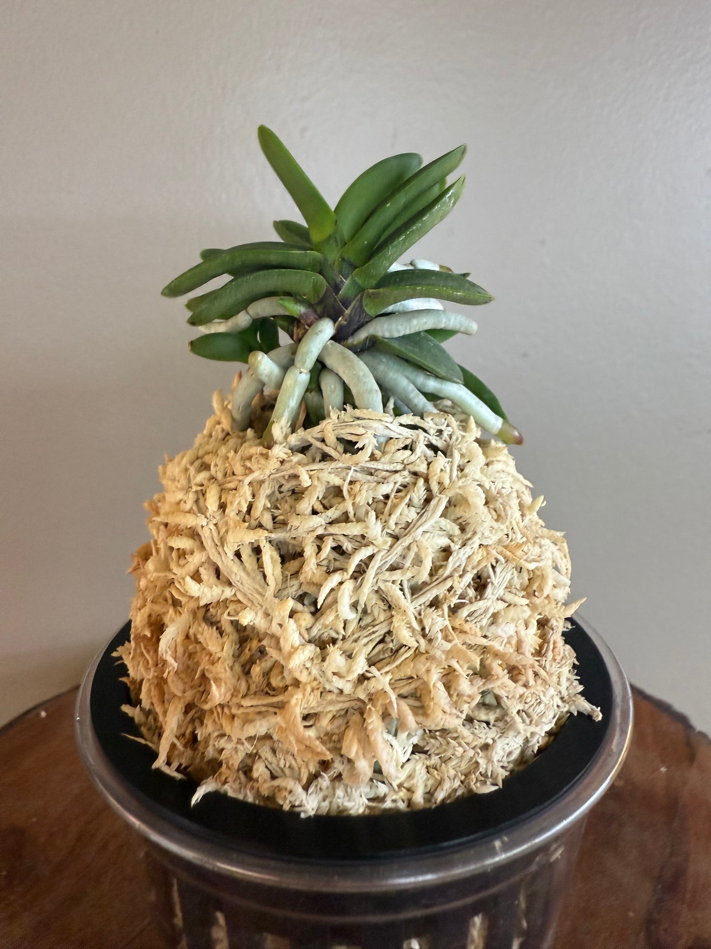 Neofinetia falcata Kuroshinju 黒真珠