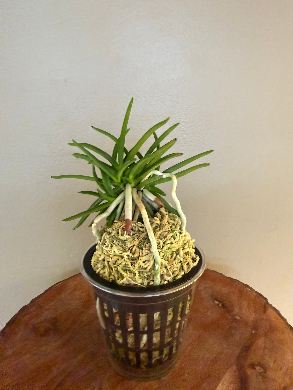 Neofinetia falcata Honghyeon 紅玄