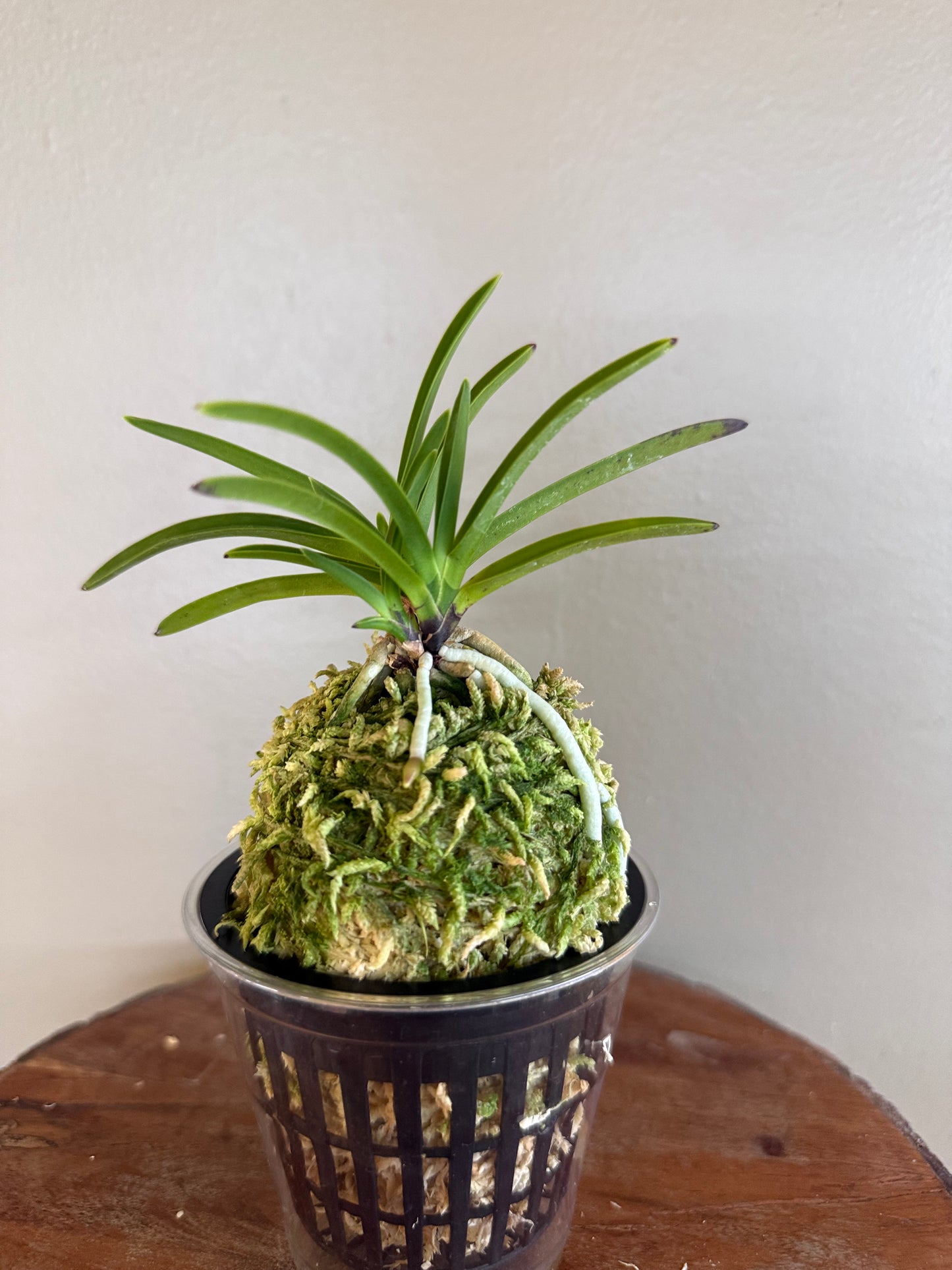 Neofinetia falcata Shutenno 朱天王