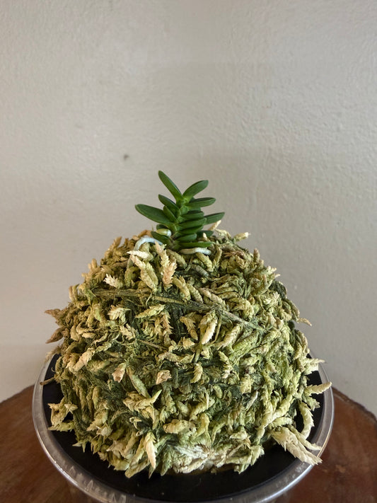 Neofinetia falcata Kotengyoku 小天玉