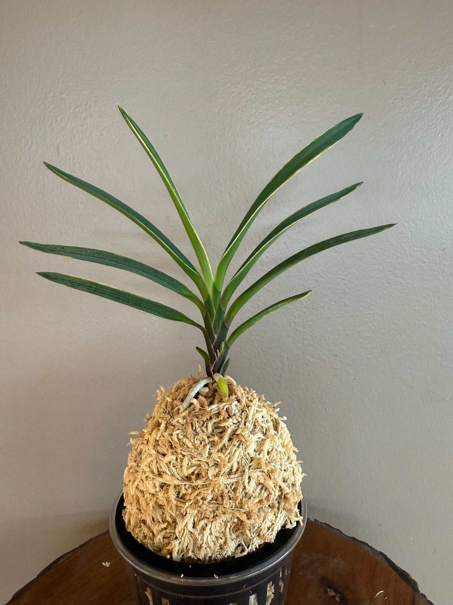 Neofinetia falcata Hokutosei 北斗星