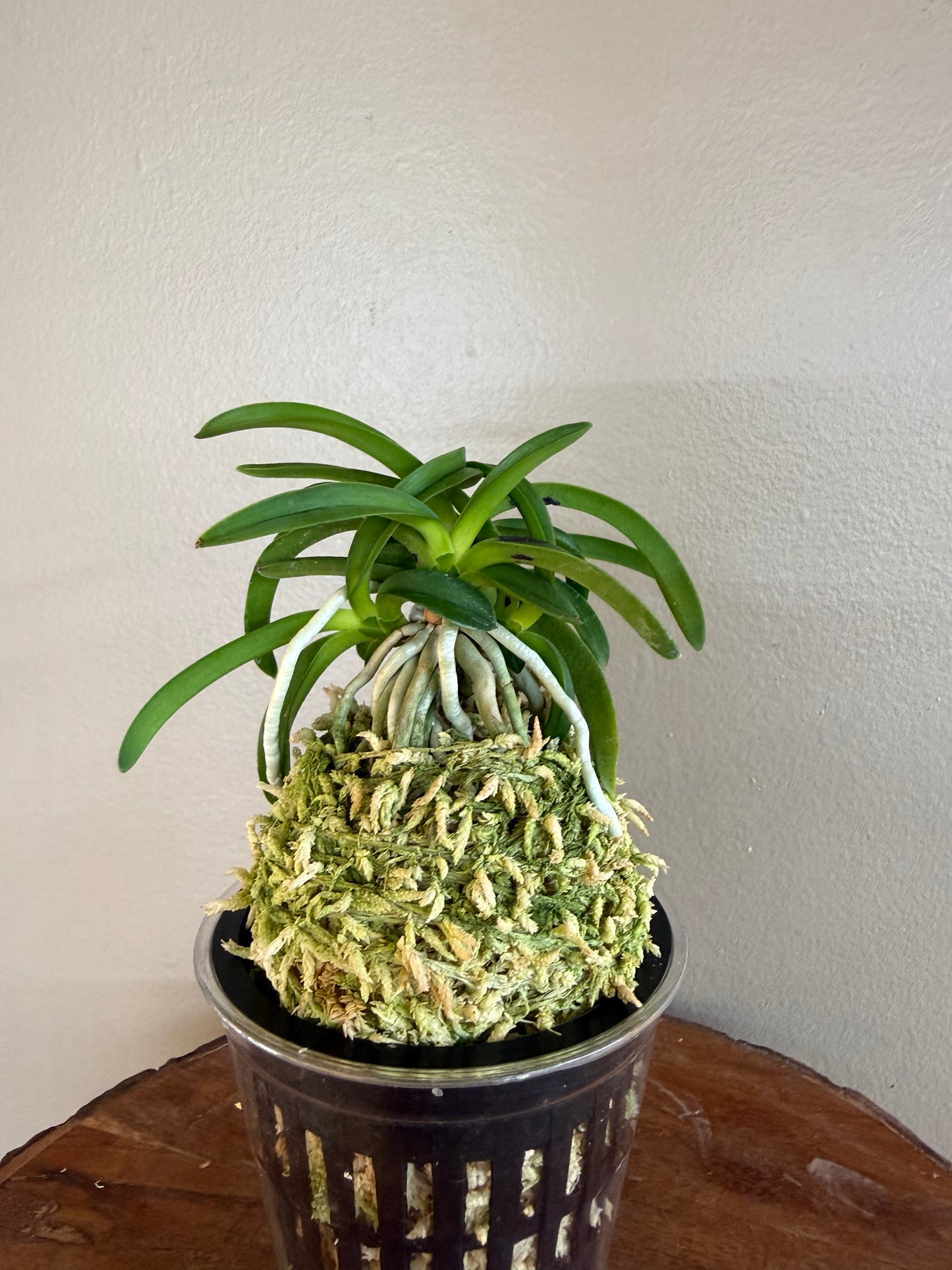 Neofinetia falcata Onami Seikai 大波青海