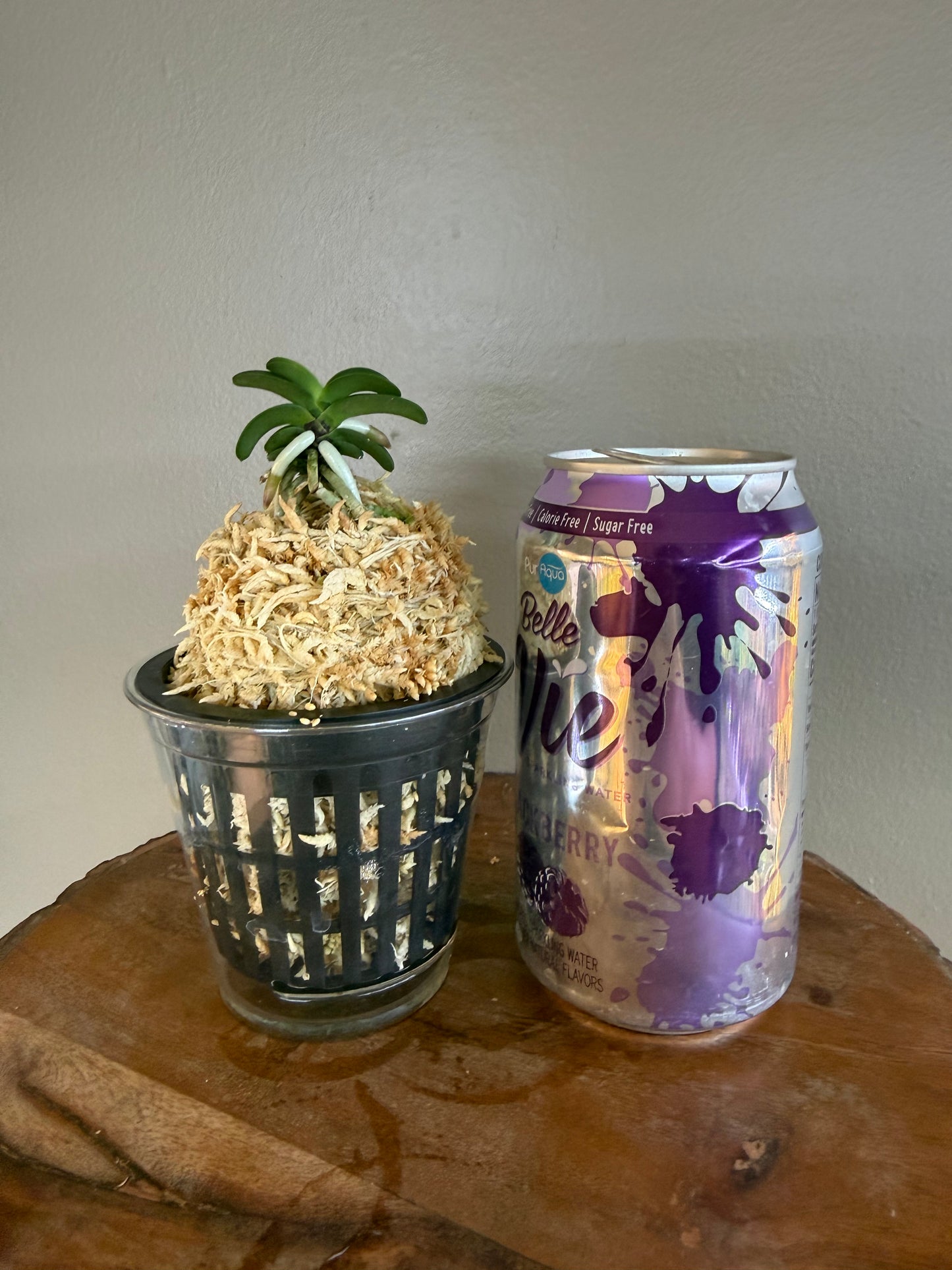 Neofinetia falcata Seikai 青海