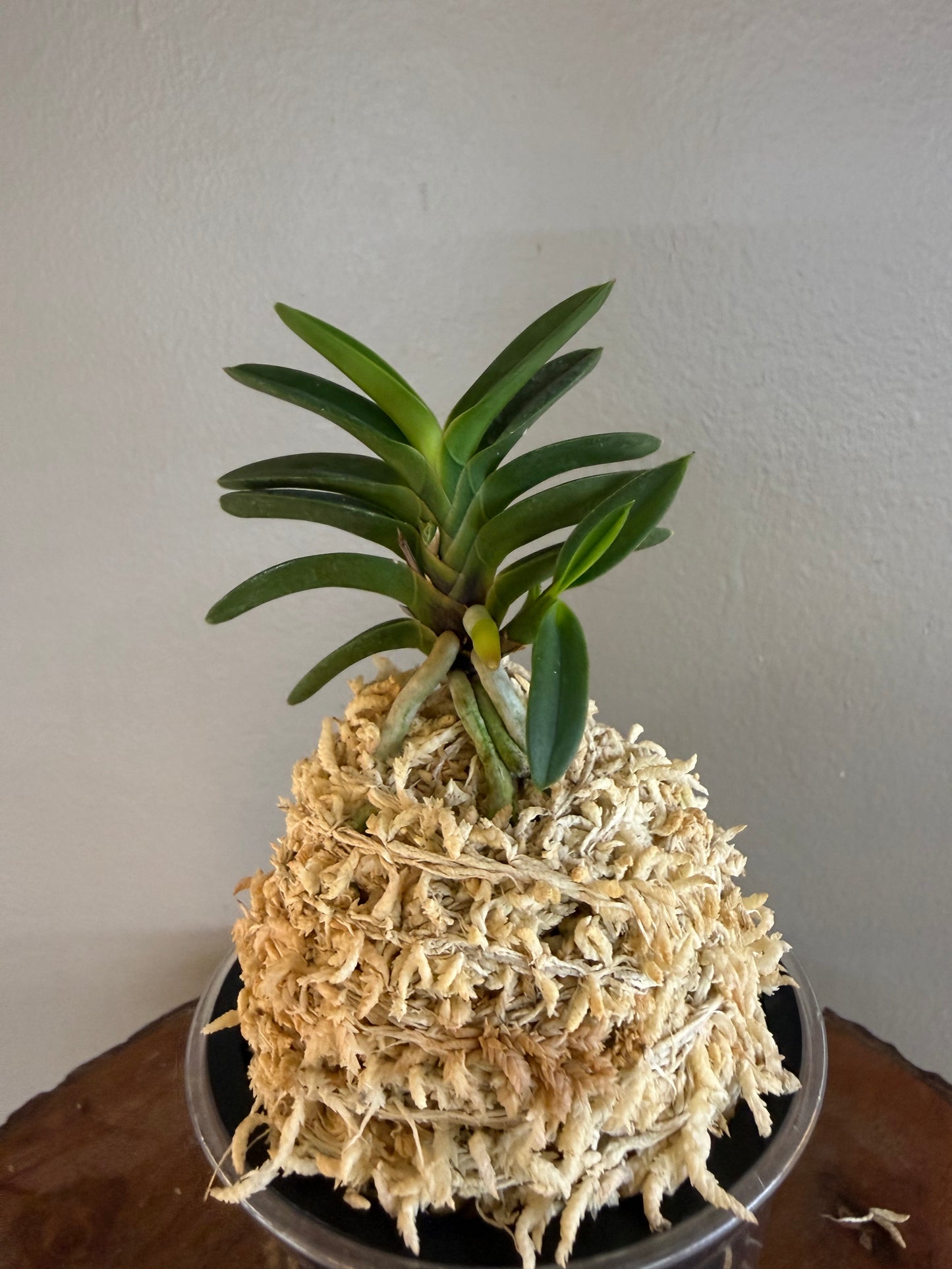 Neofinetia falcata Tsushima Ryokuho 對馬綠寶