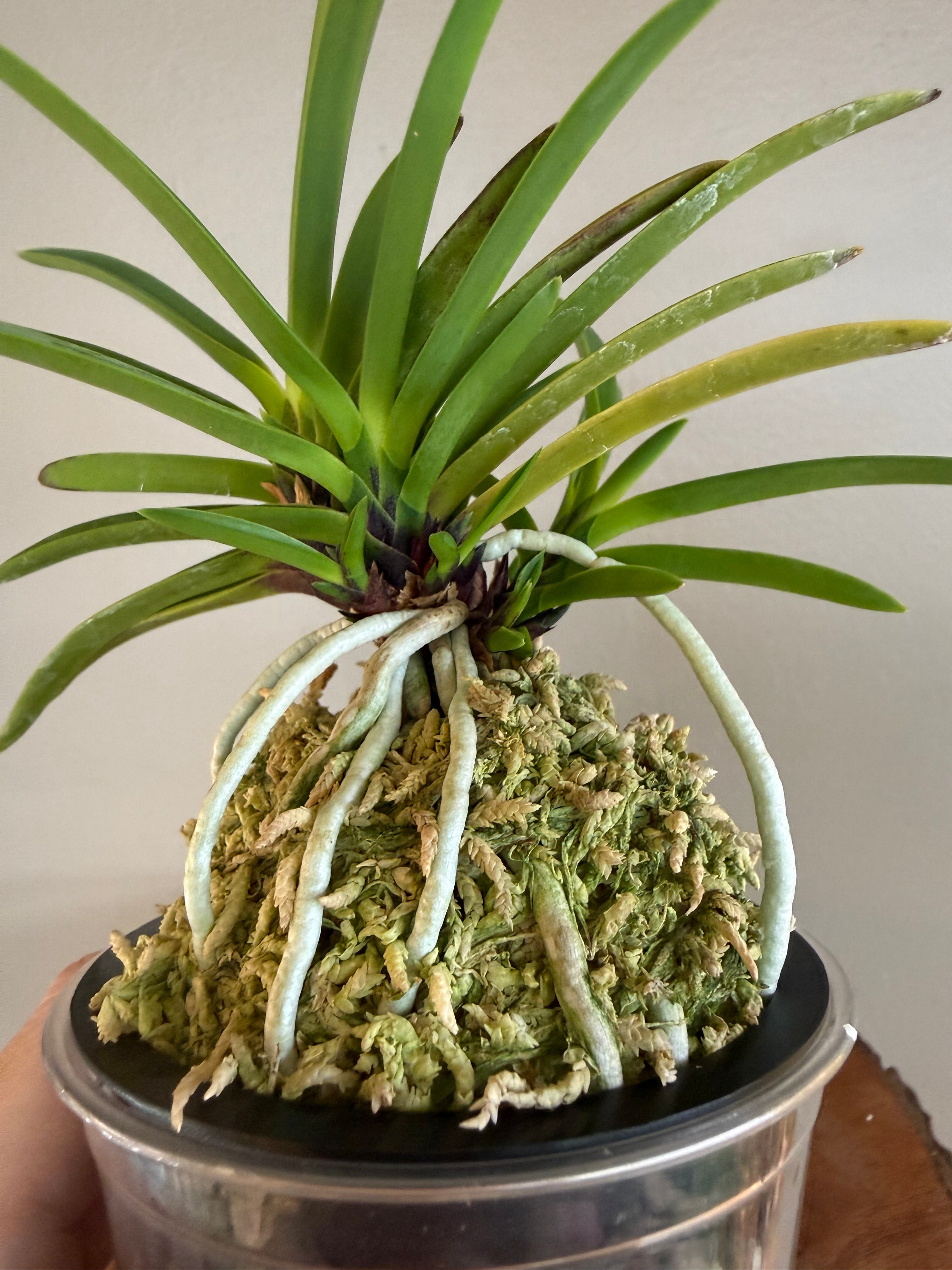 Neofinetia falcata Hanakanzashi 花簪 – Helen's Orchid House