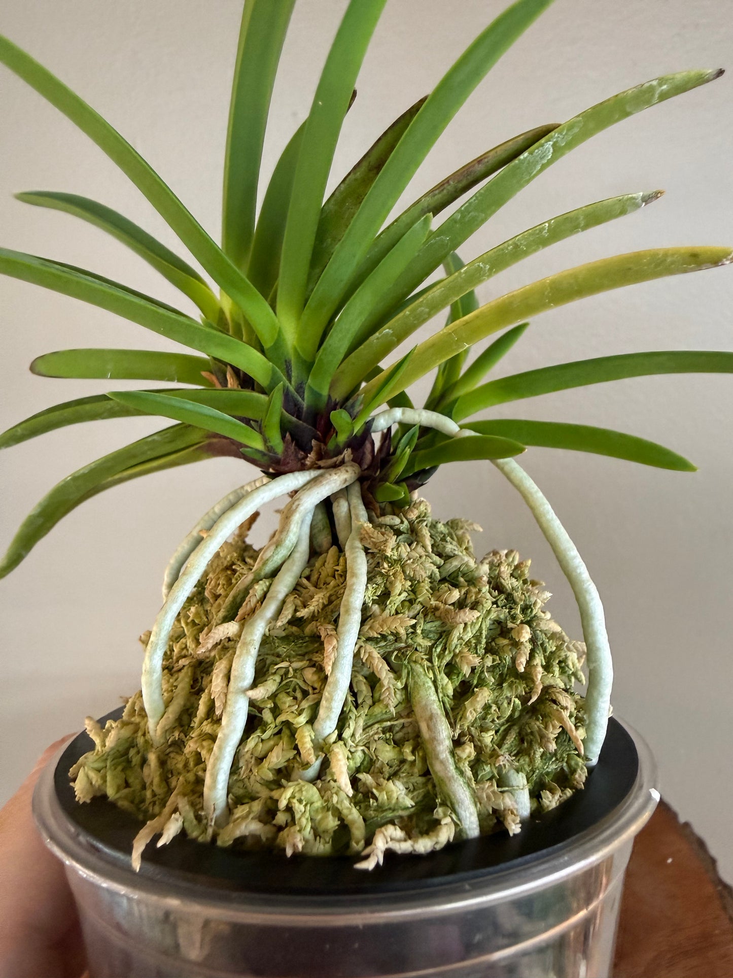 Neofinetia falcata Hanakanzashi 花簪