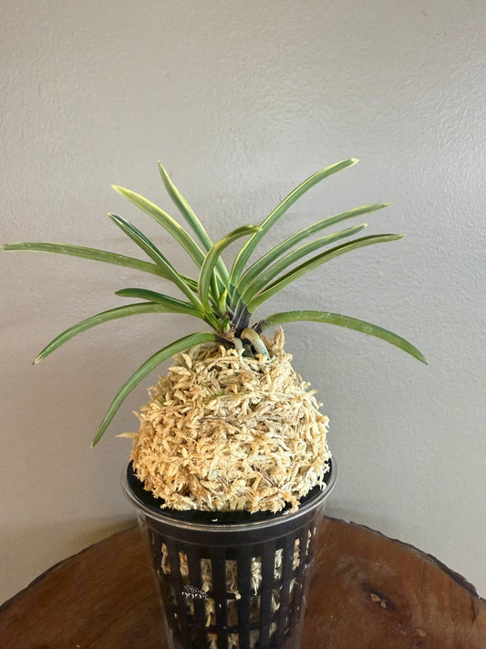 Neofinetia falcata Nishidemiyako 西出都
