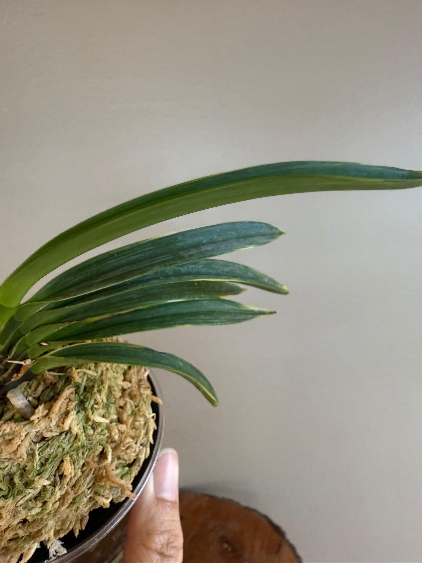 Neofinetia falcata Hanra(Harura) 漢拏