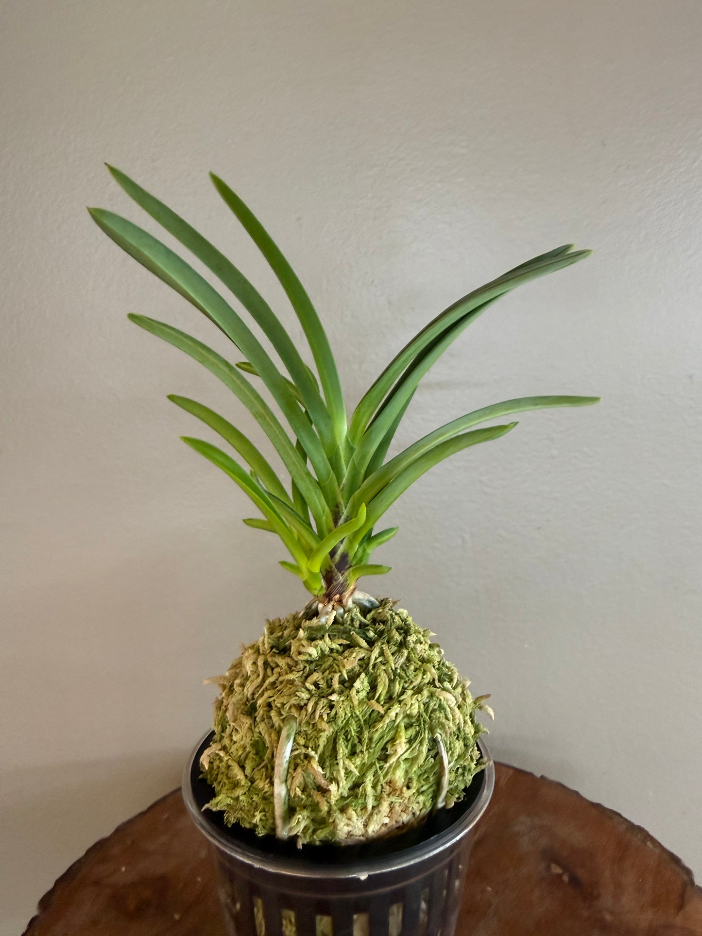 Neofinetia falcata Misukage 御簾影