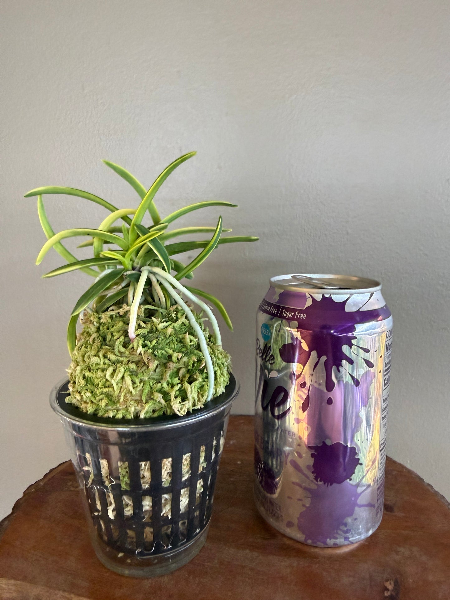 Neofinetia falcata Fugaku 富嶽