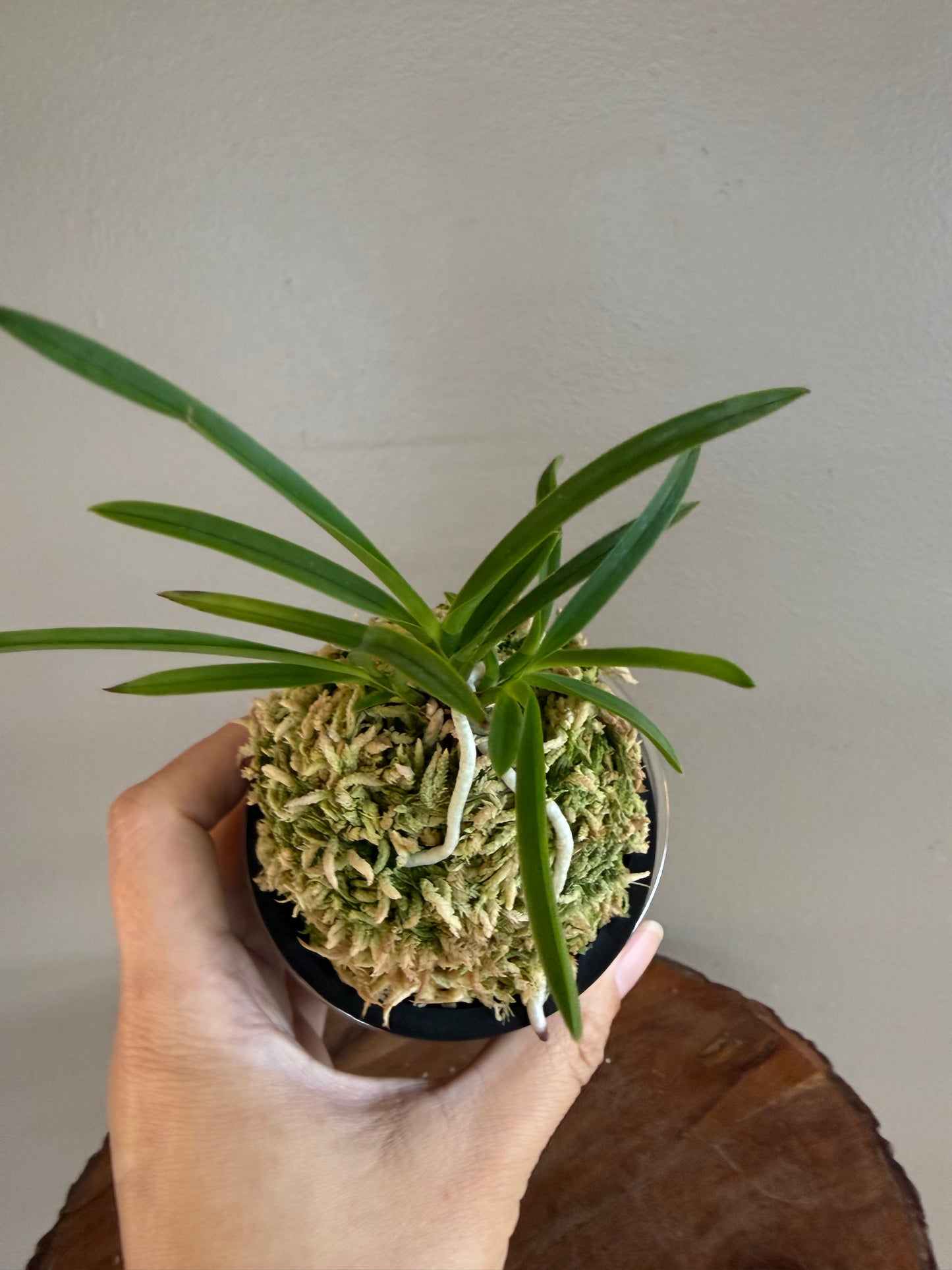 Neofinetia falcata Nangokunomai南國之舞