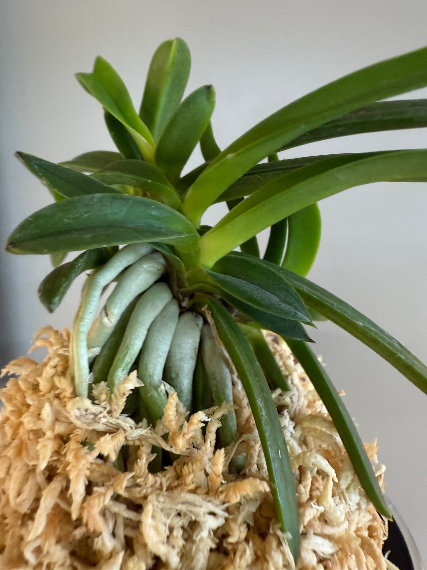 Neofinetia falcata Benitengu 紅天狗