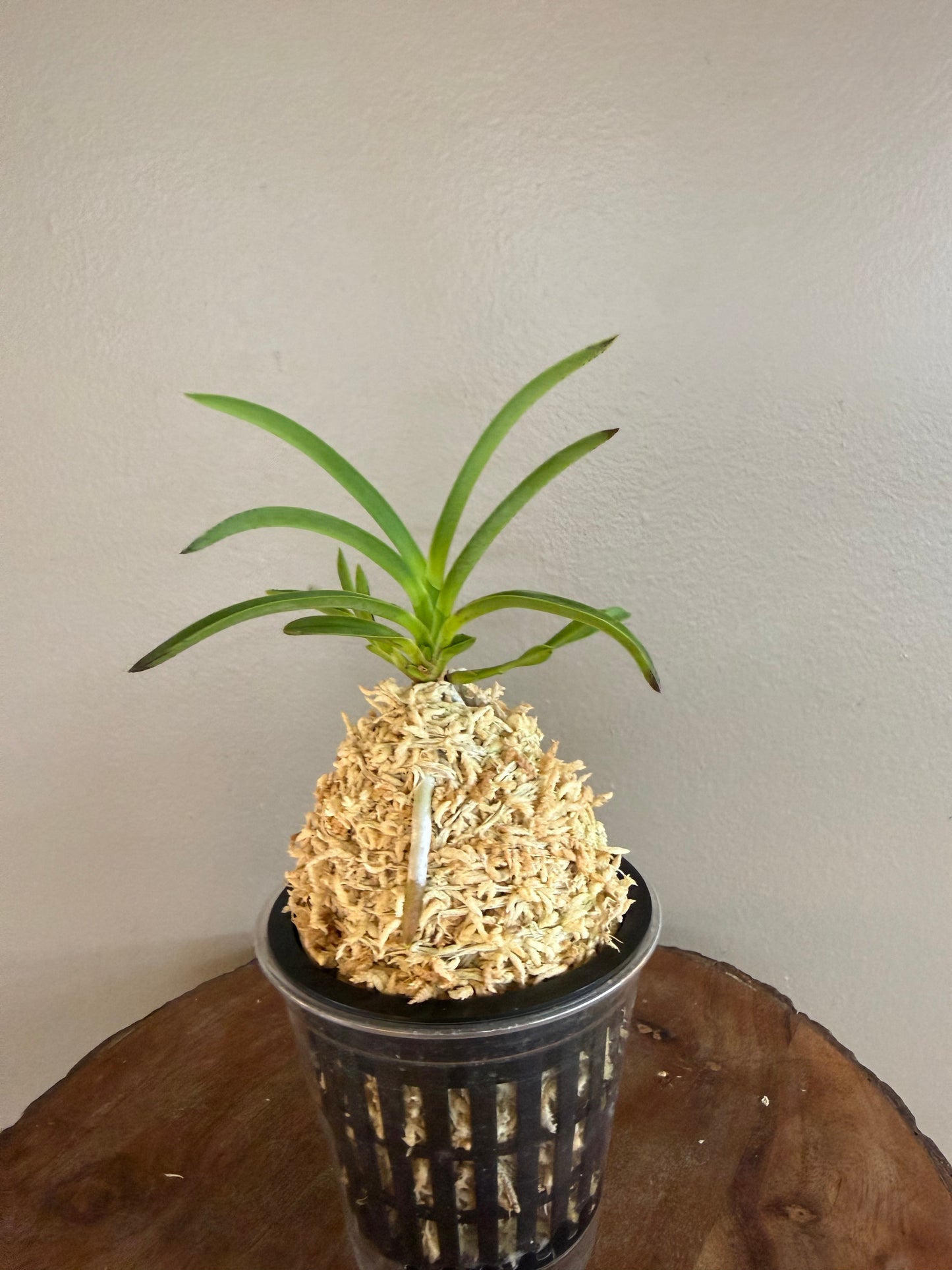 Neofinetia falcata Samjiyeon 三池淵