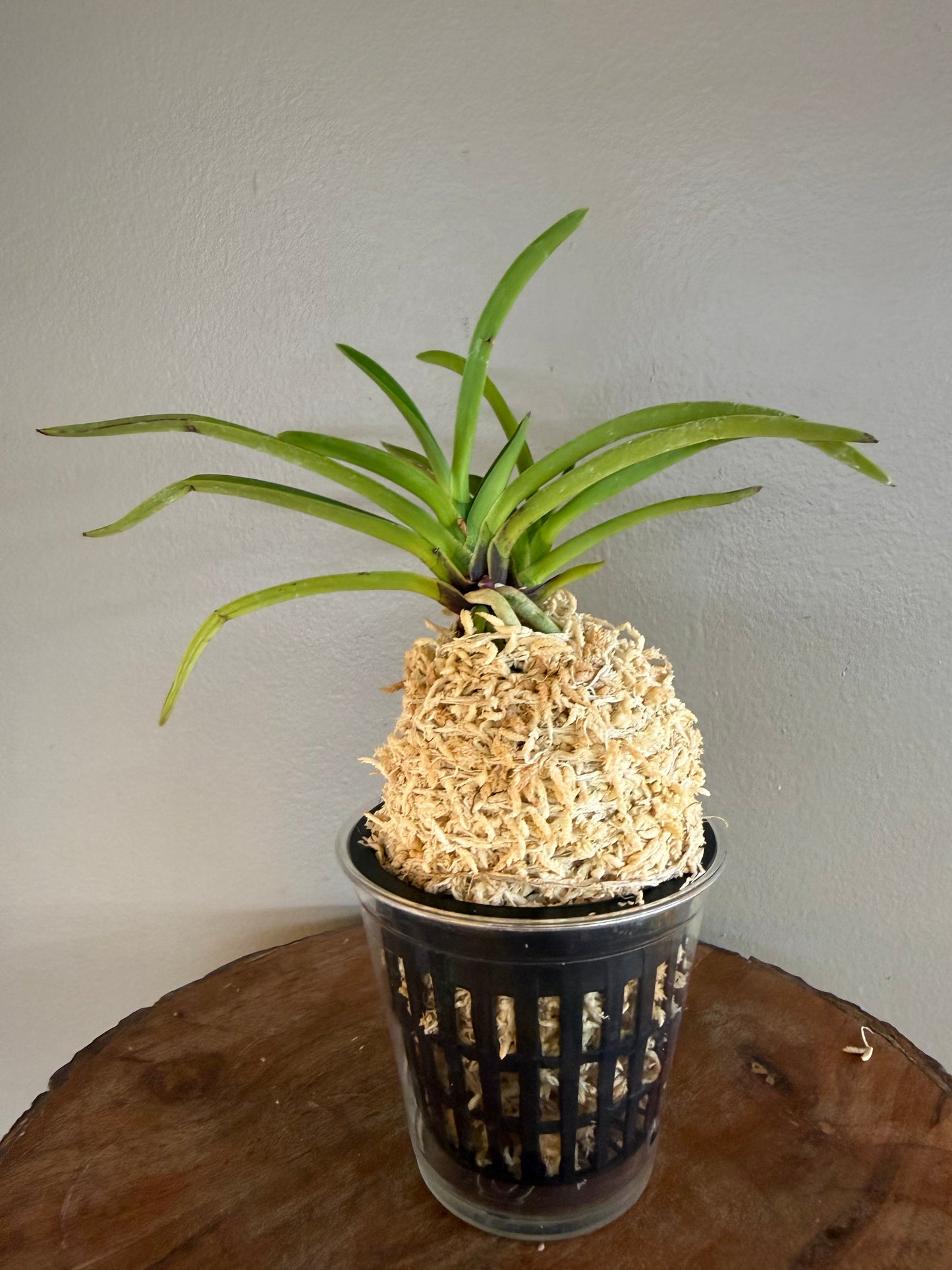 Neofinetia falcata Samhongjeon(Manjushage+Raiko) 三紅殿