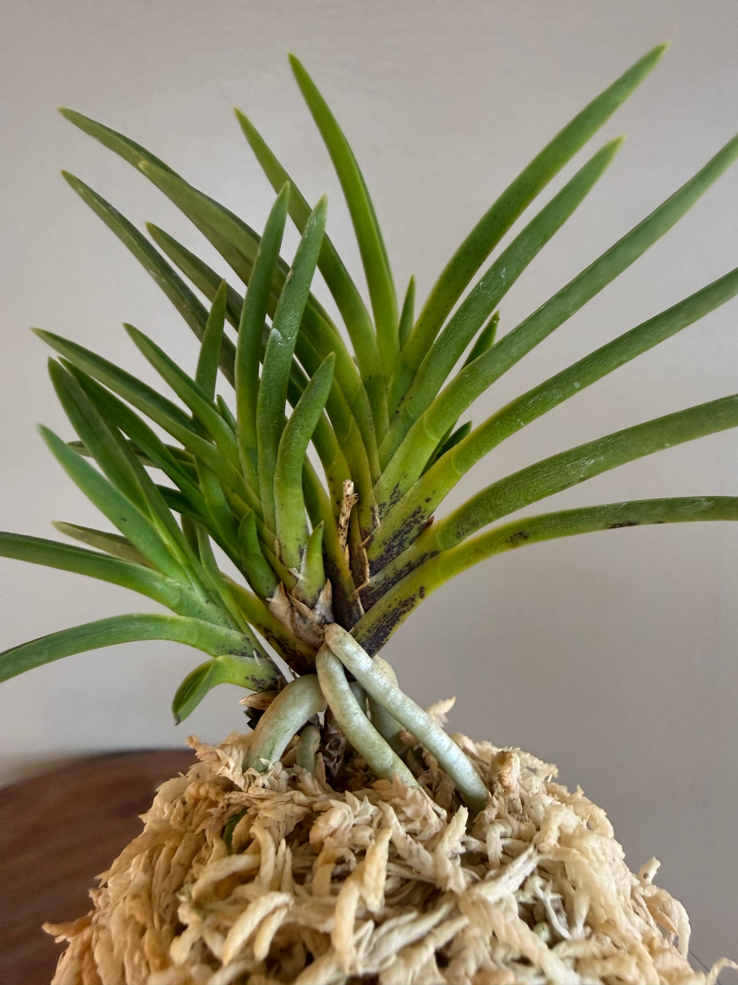 Neofinetia falcata Yoroidoshi 鎧通